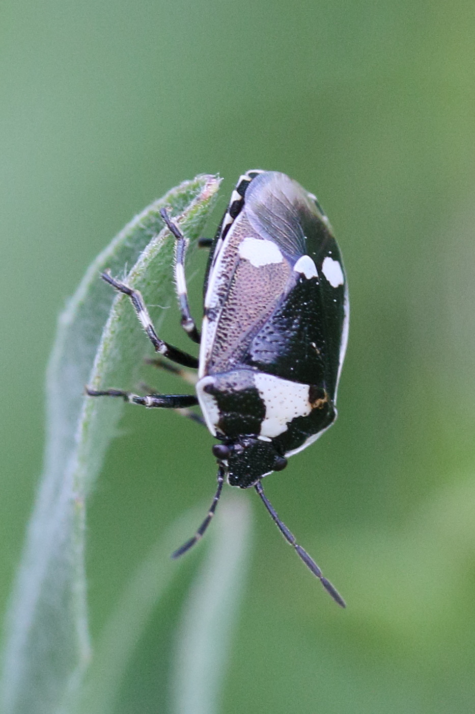 eurydema_oleracea8md