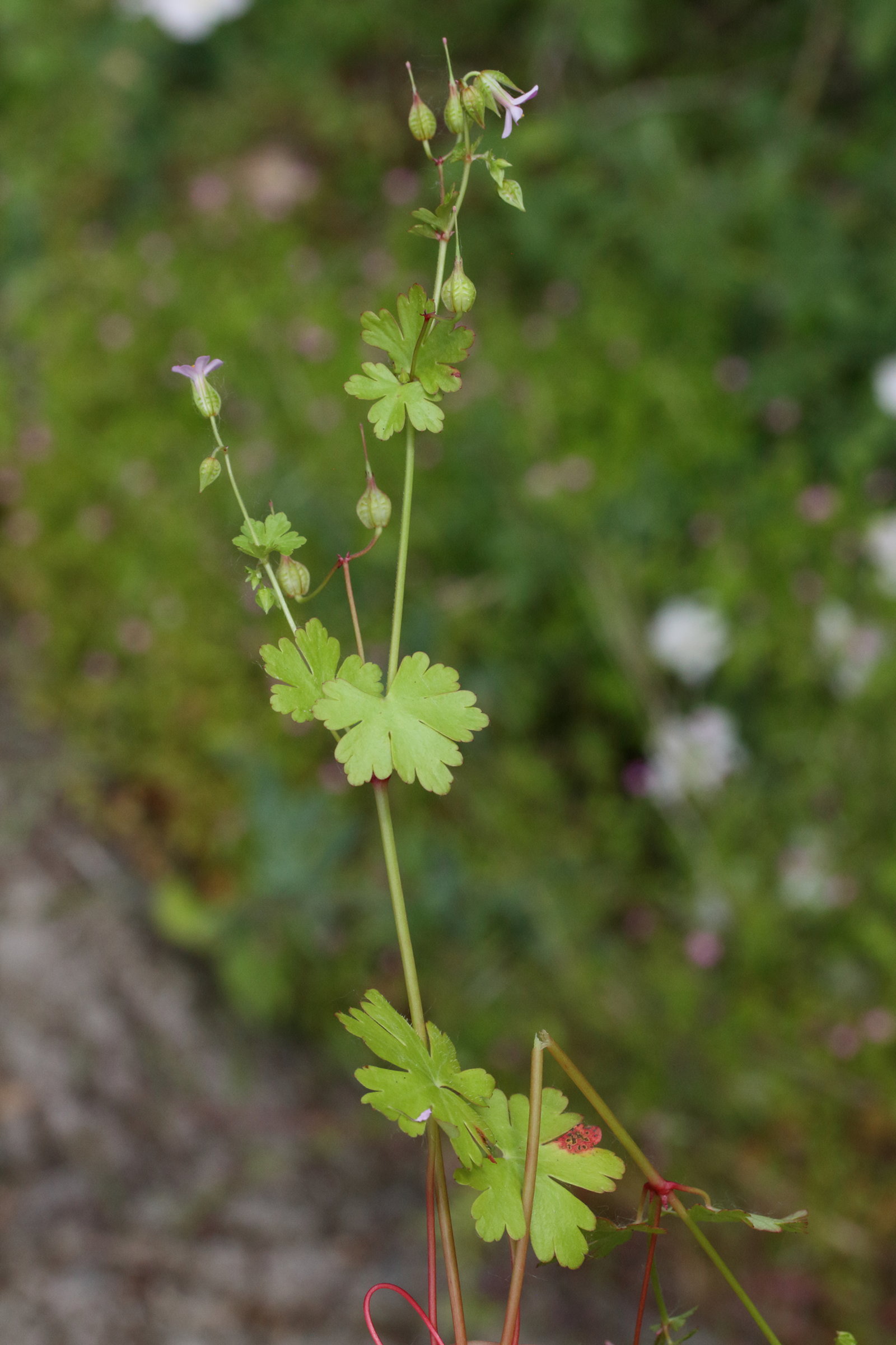 geranium_lucidum5md