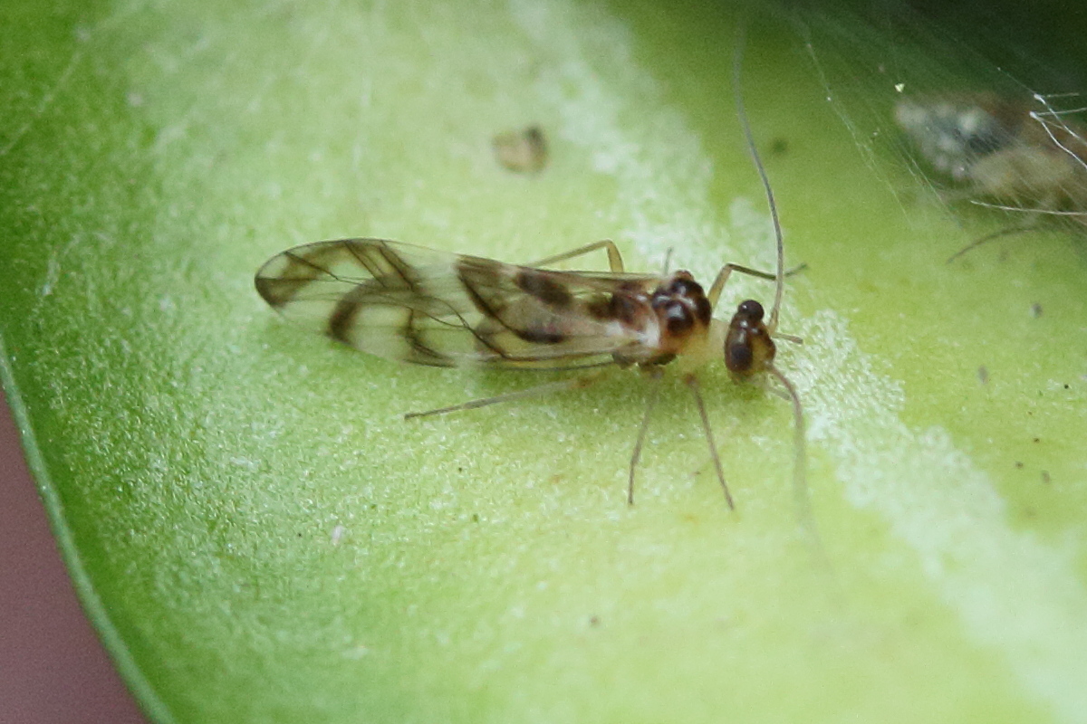graphopsocus_cruciatus4md