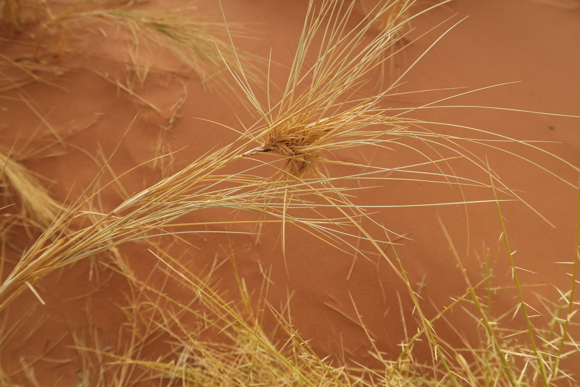 stipagrostis_sabulicola1bd