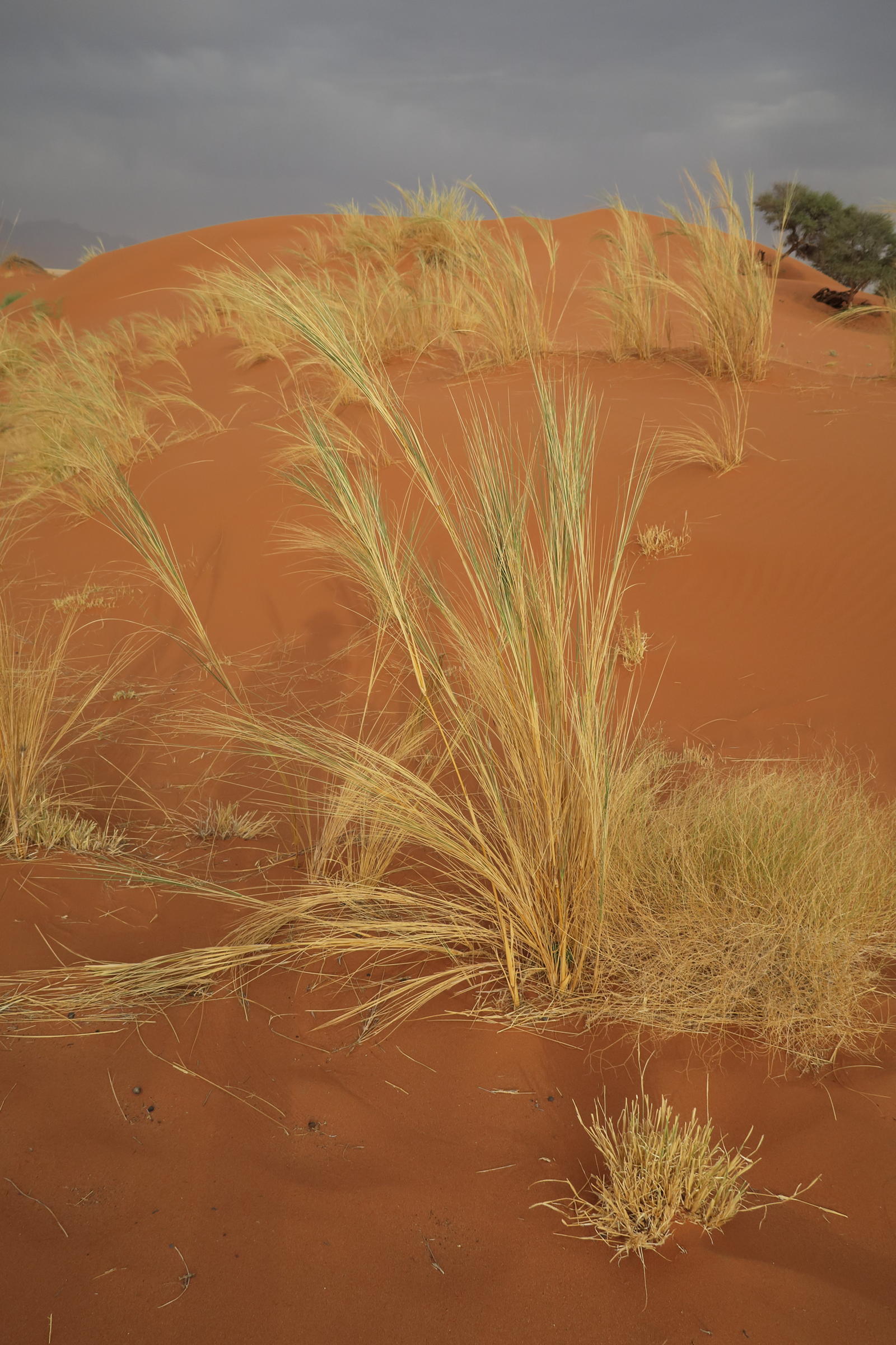 stipagrostis_sabulicola2bd