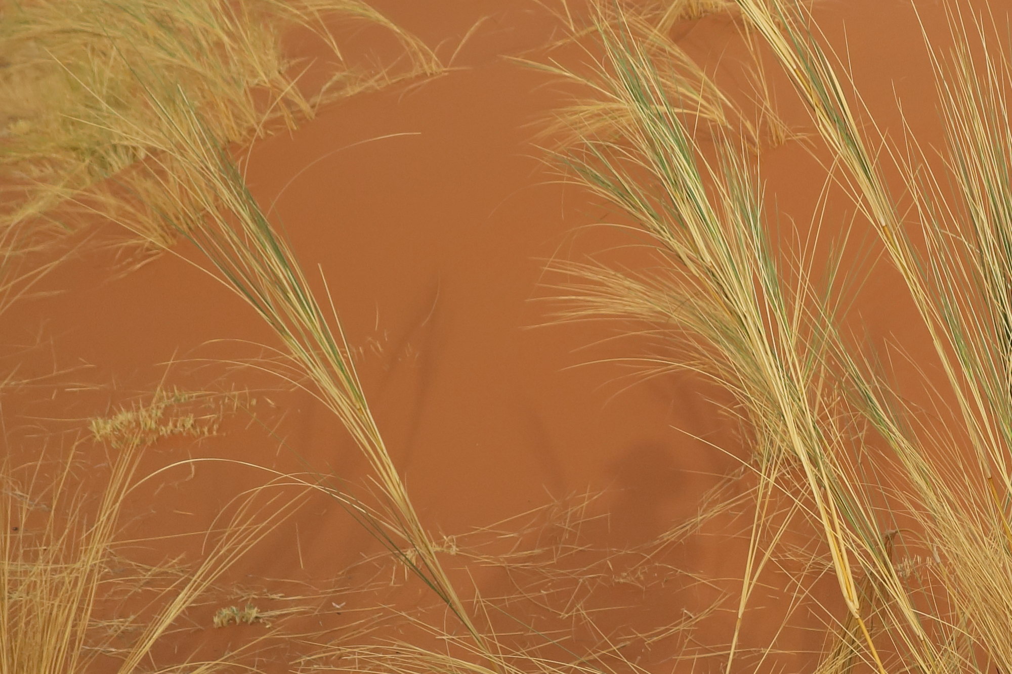 stipagrostis_sabulicola3bd