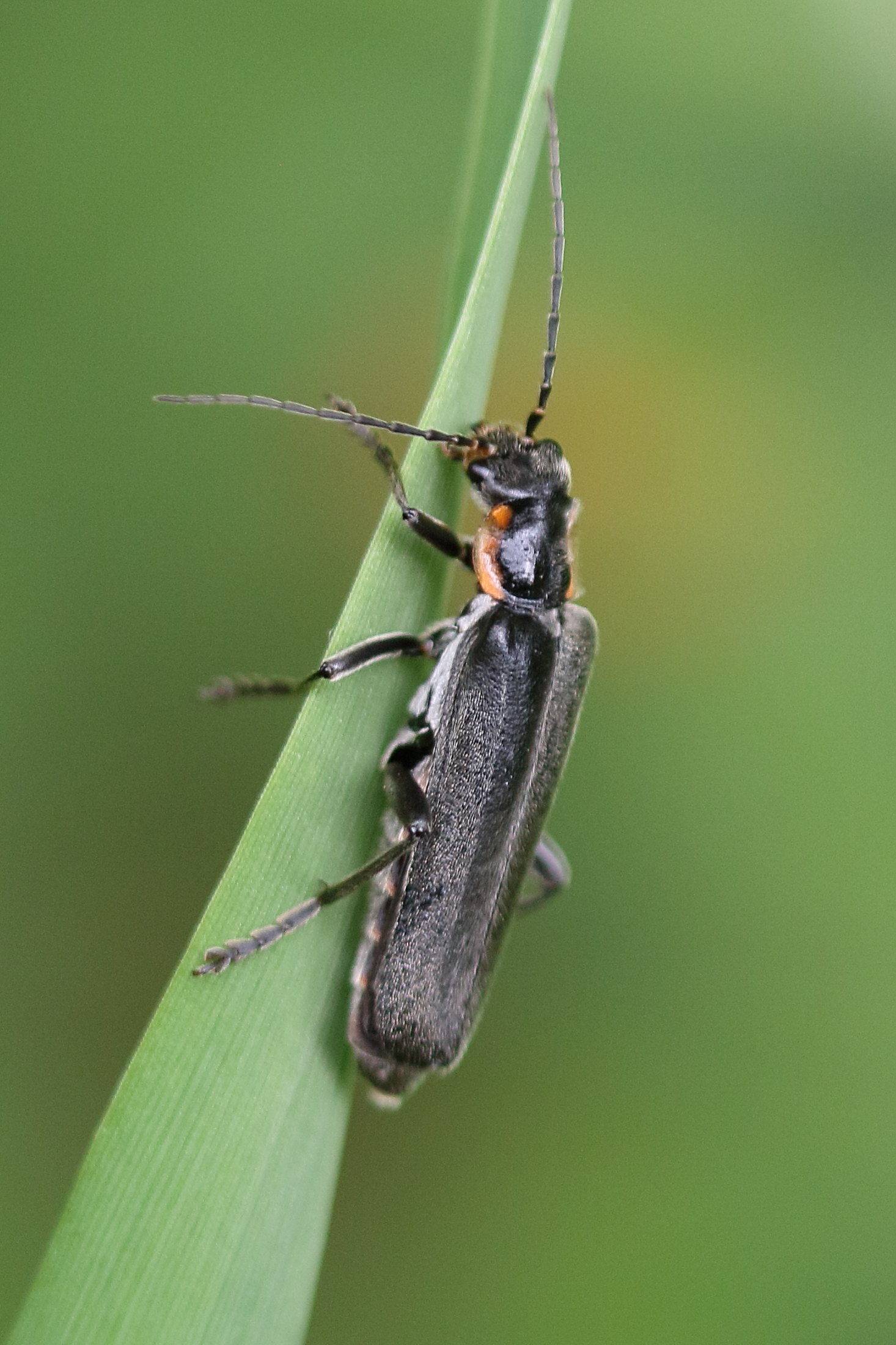 cantharis_obscura3md