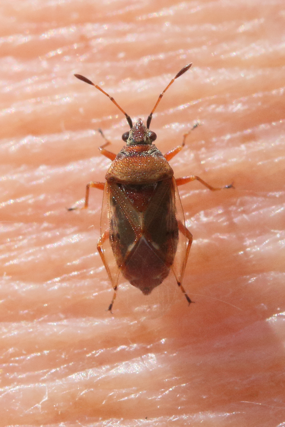 kleidocerys_resedae3md