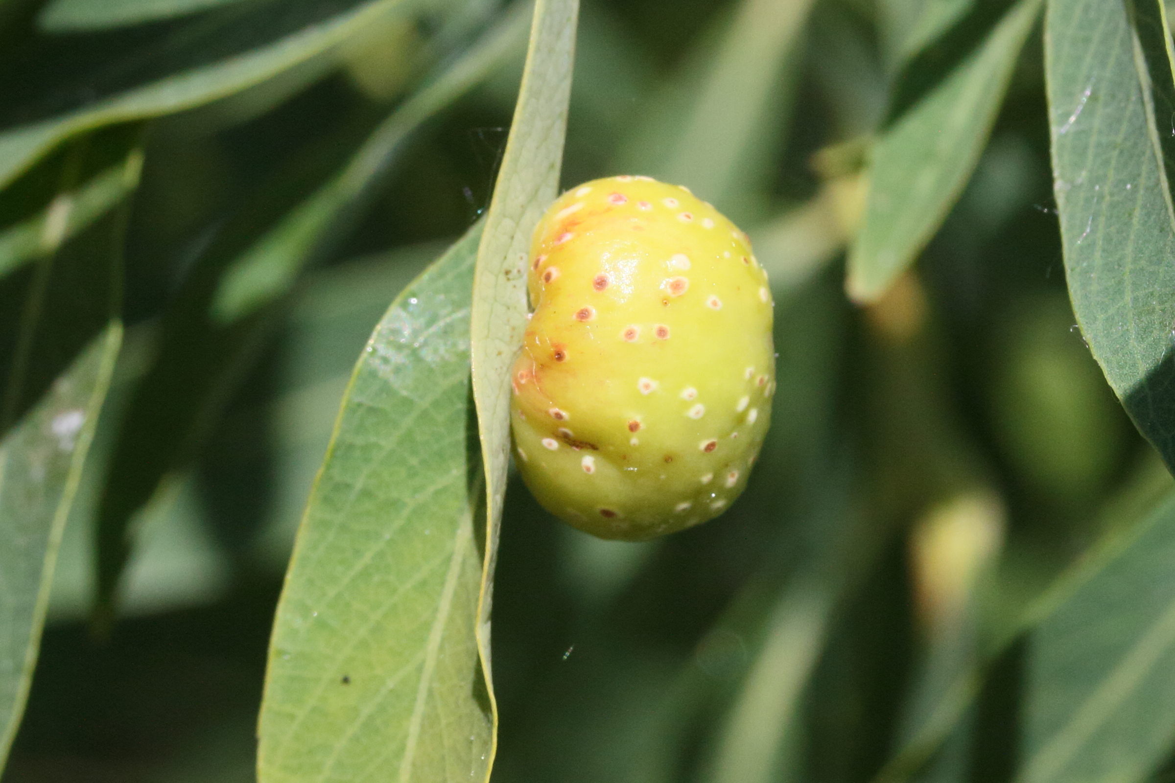 pontania_viminalis_galle2md