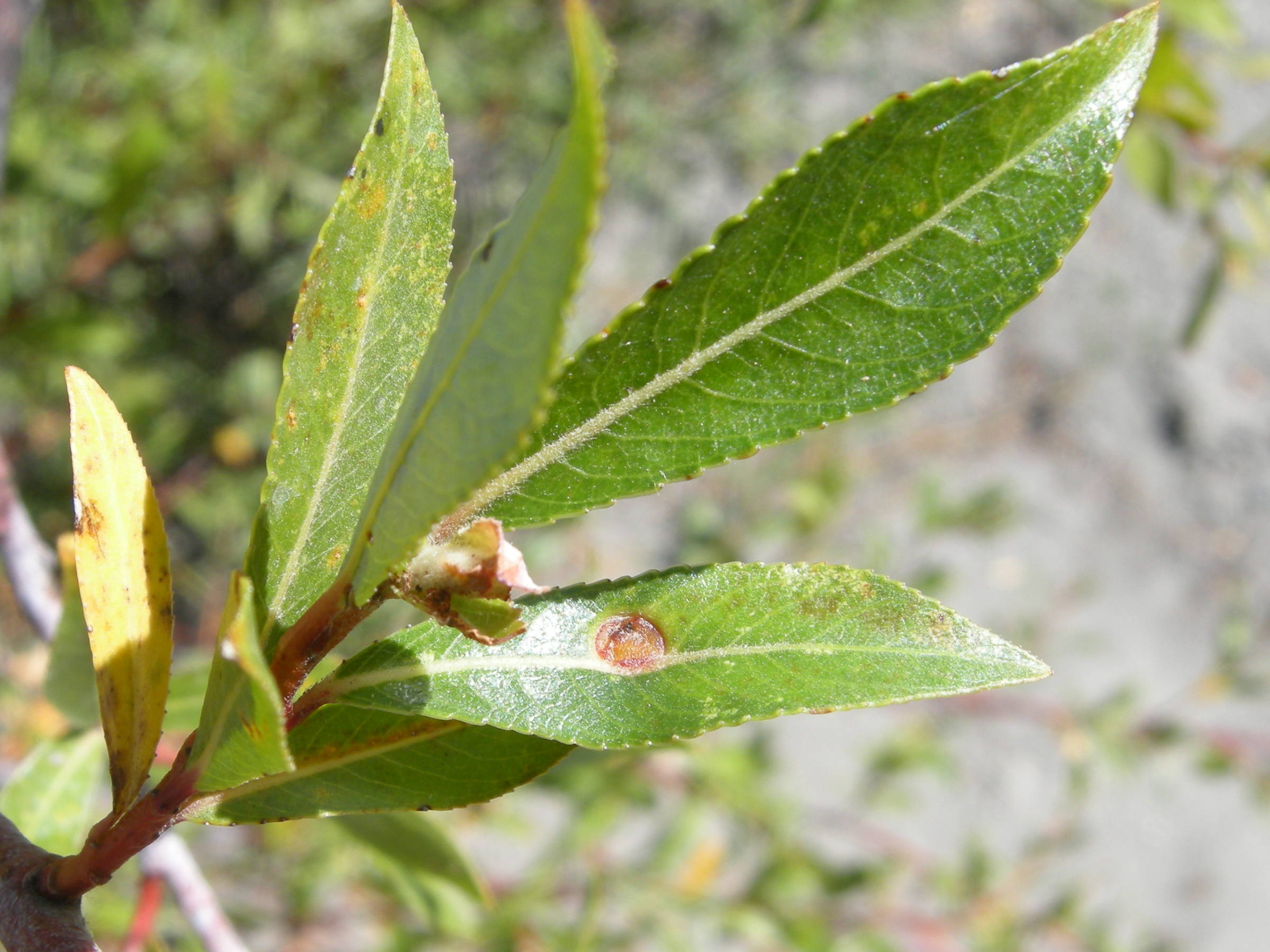 pontania_viminalis_galle2md