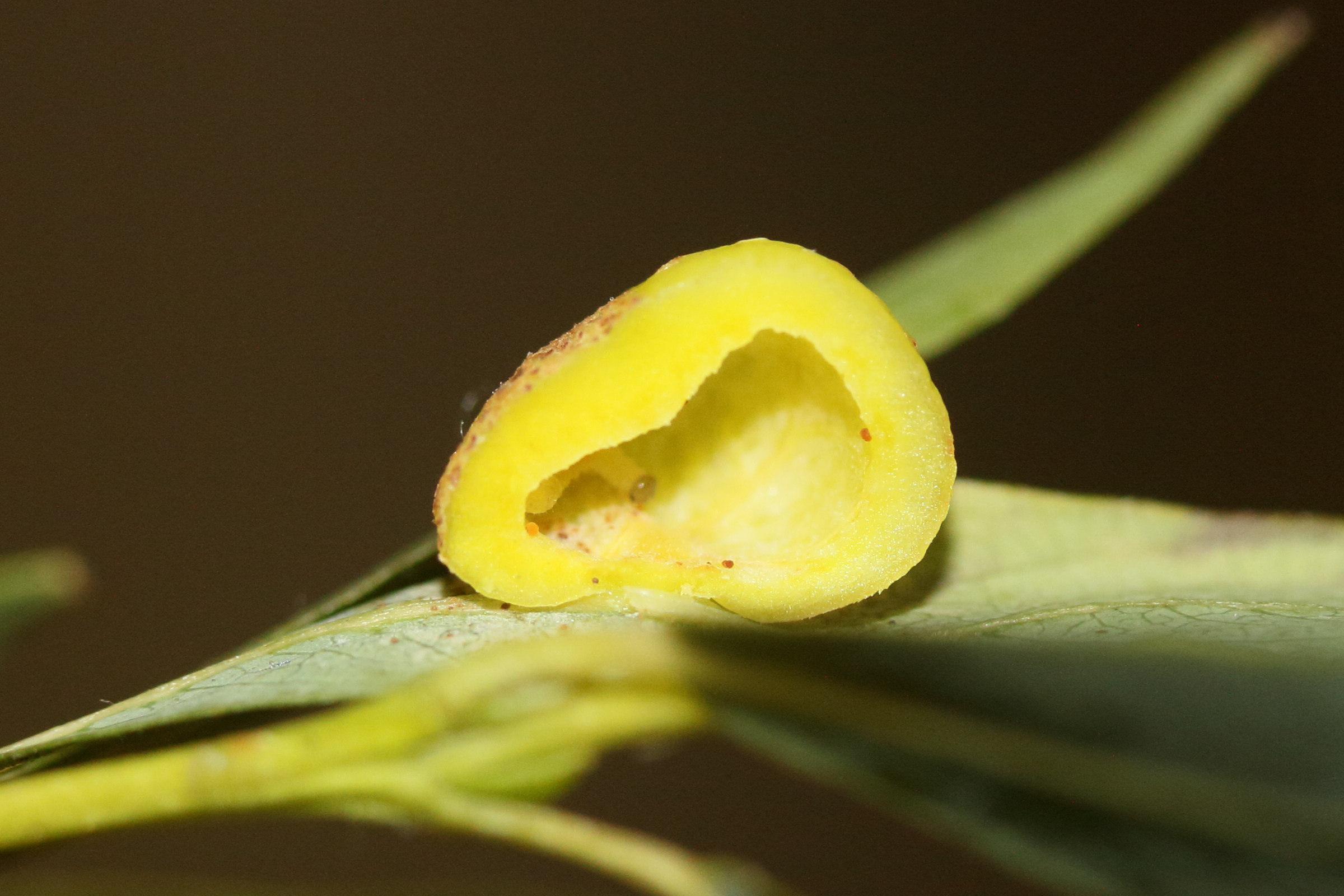 pontania_viminalis_galle3md