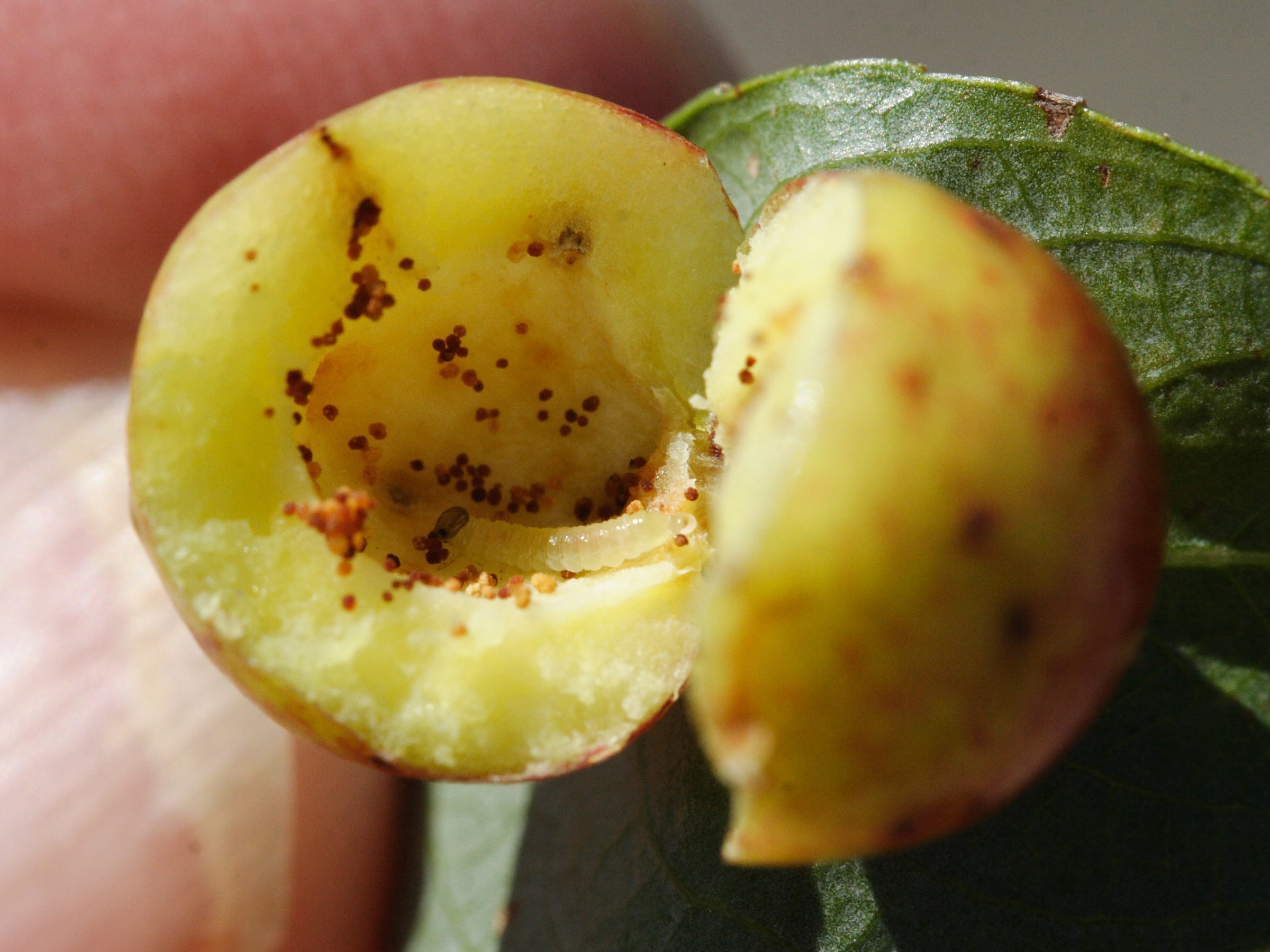 pontania_viminalis_galle3md