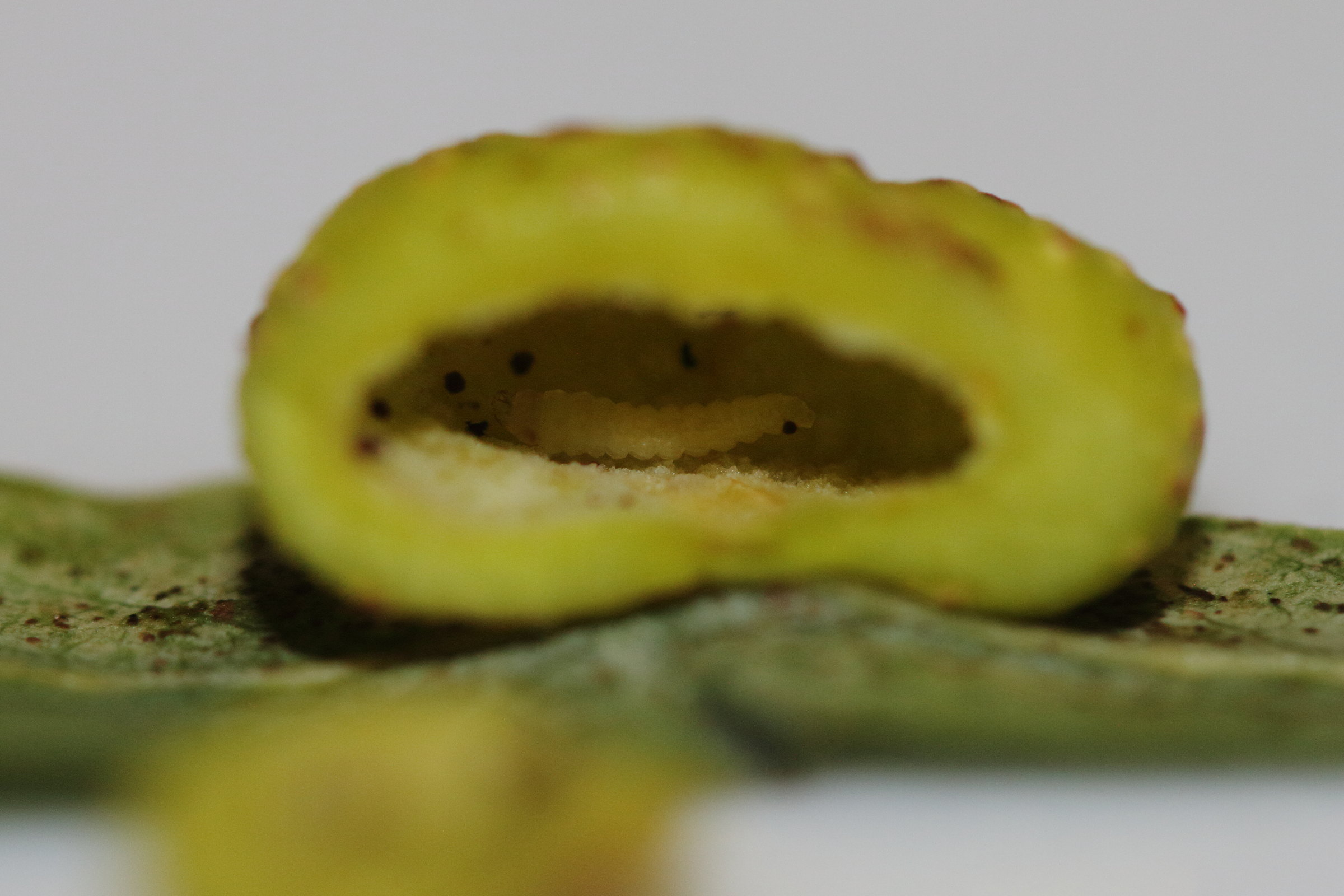 pontania_viminalis_galle4md