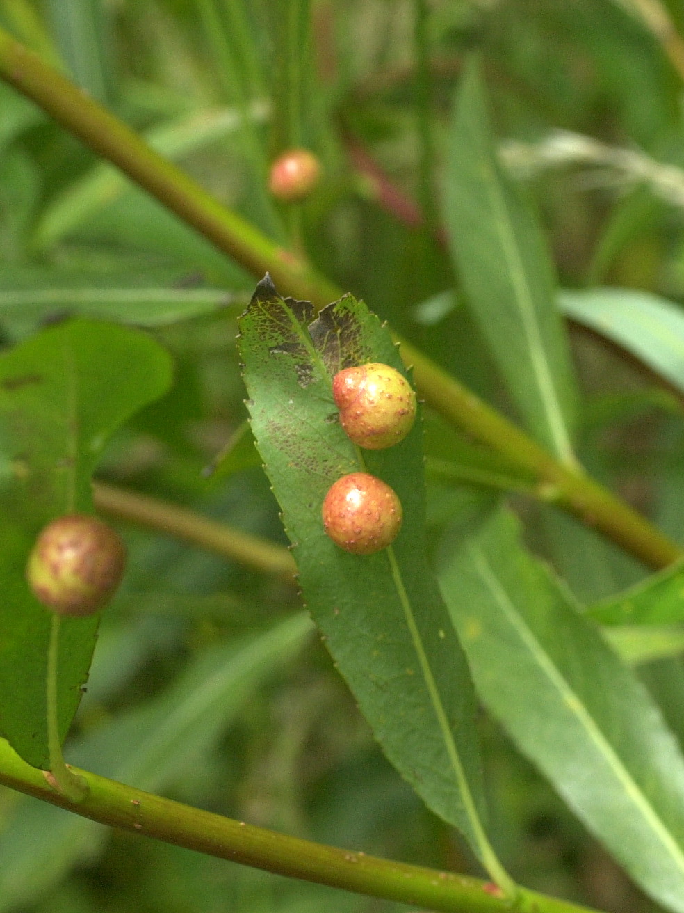 pontania_viminalis_galle4md