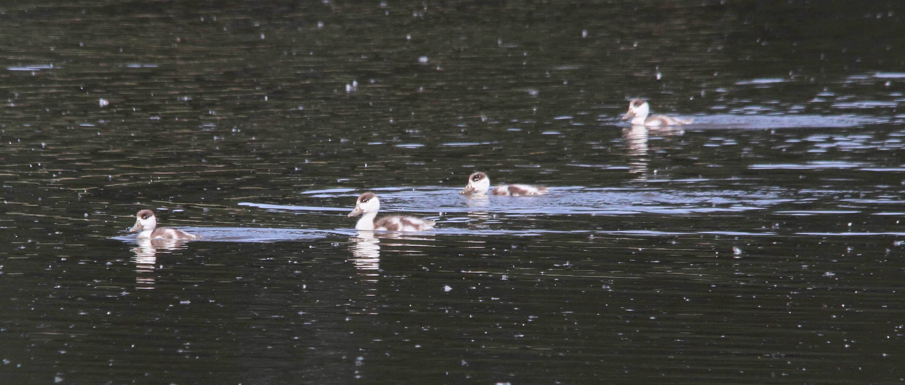 tadorne_de_belon_-_tadorna_tadorna9bd