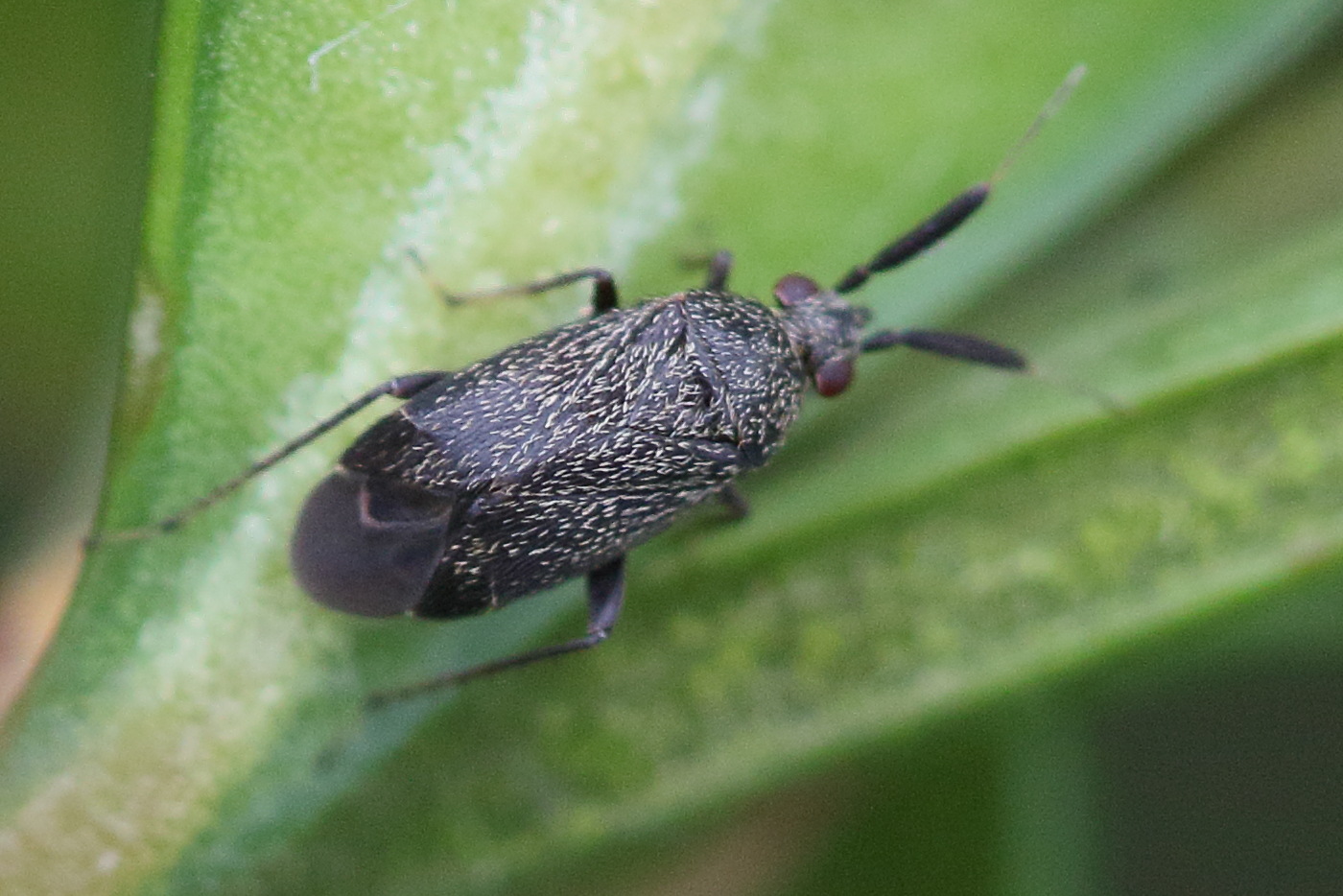 atractotomus_mali1md