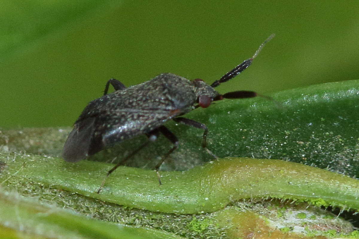 atractotomus_mali2md