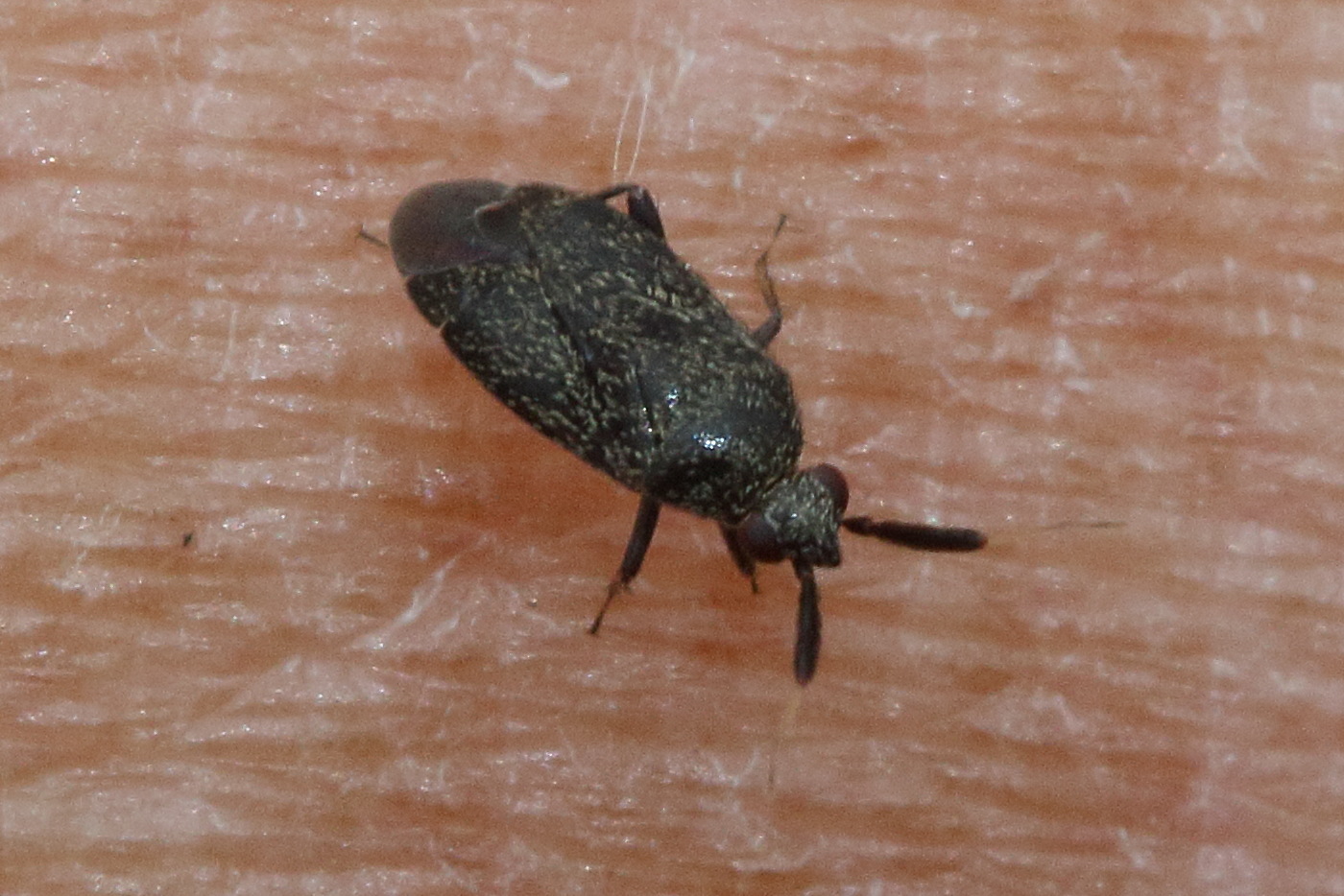 atractotomus_mali3md