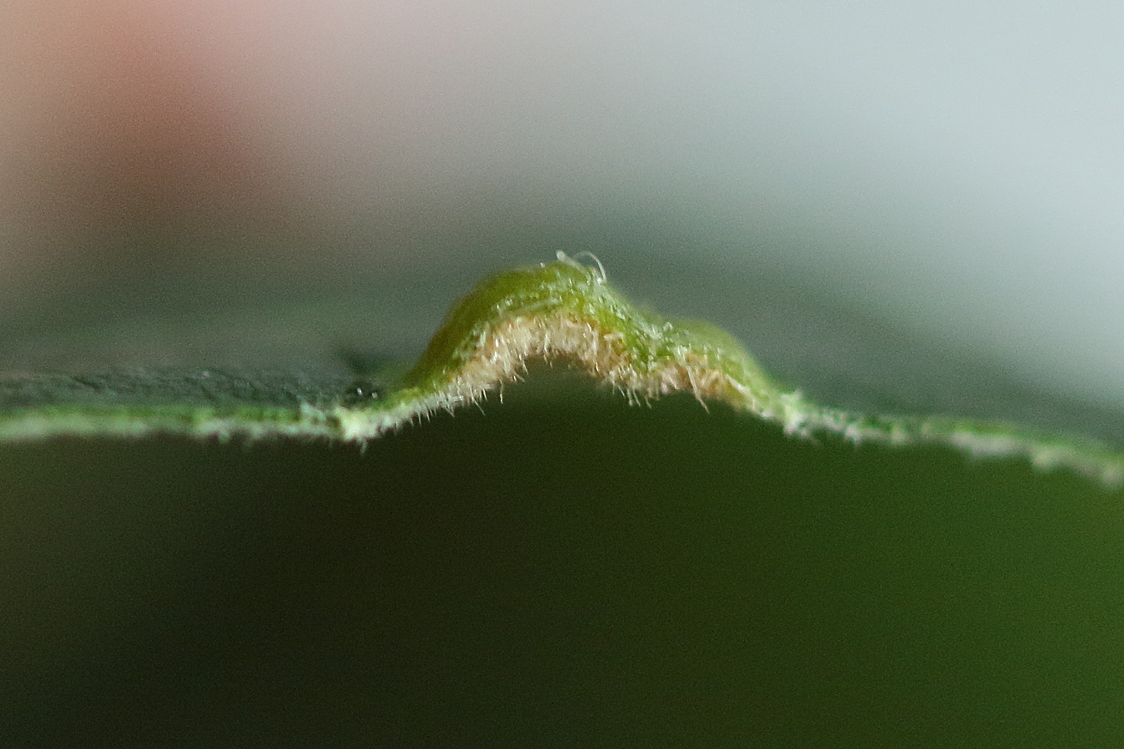 Afficher le média eriophyes_leiosoma3md eriophyes_leiosoma3md