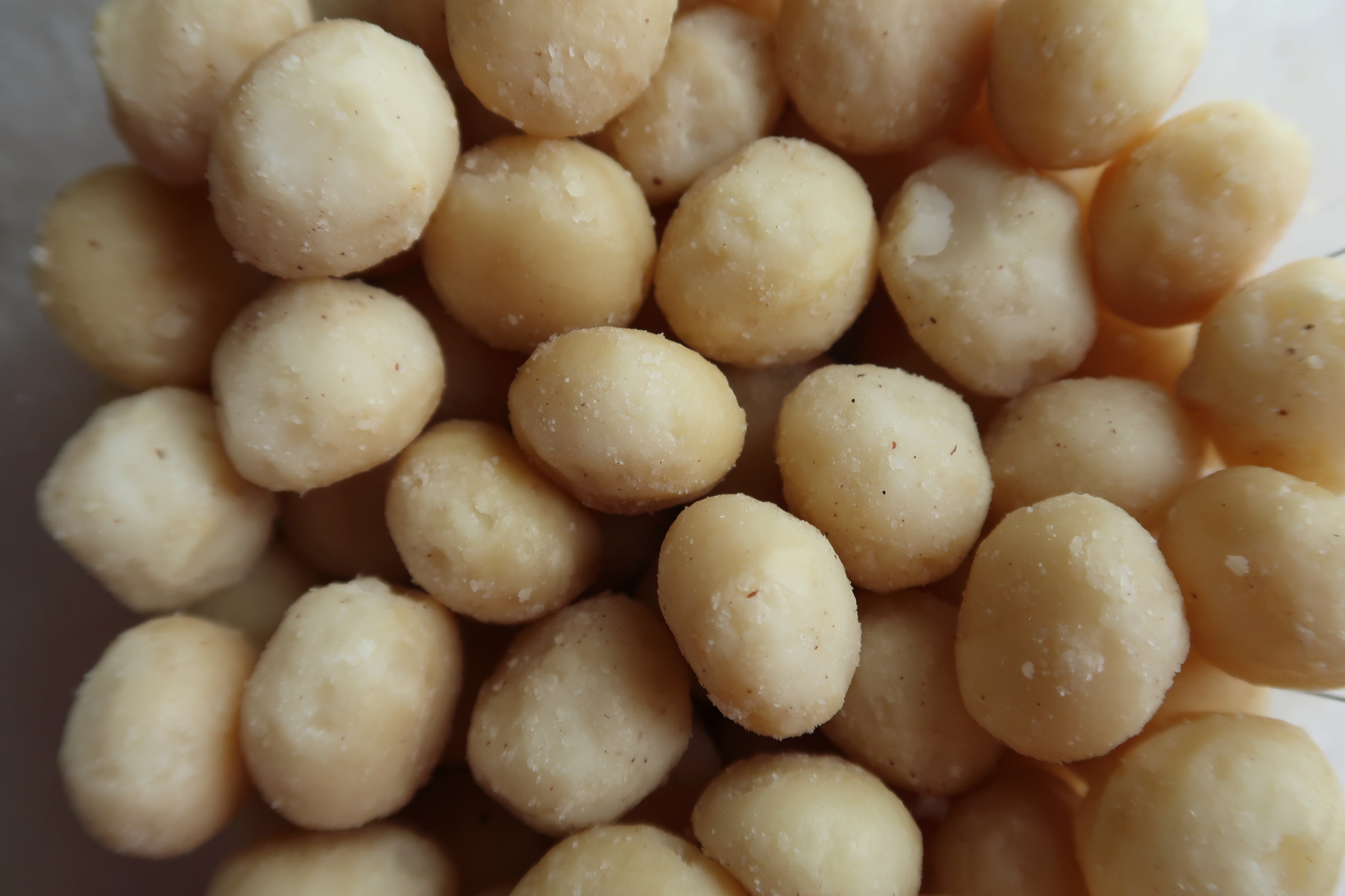 Afficher le média macadamia_integrifolia4md macadamia_integrifolia4md