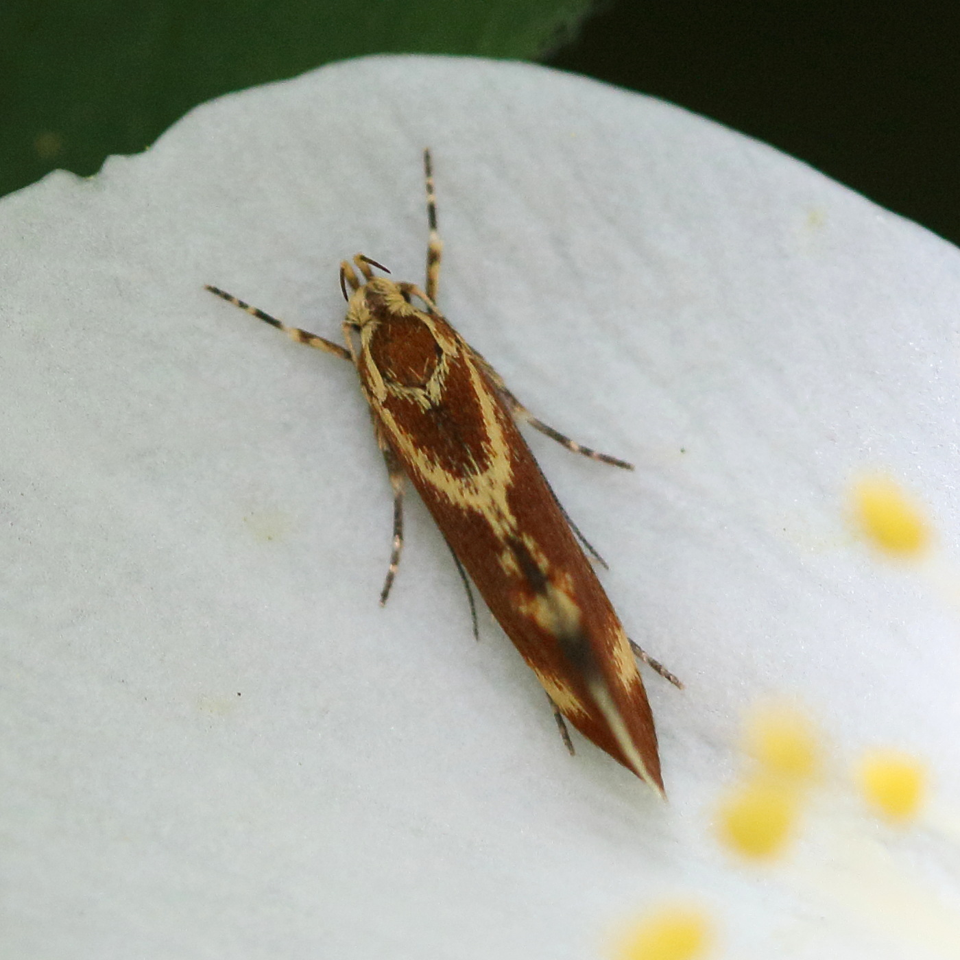 metalampra_cinnamomea5md