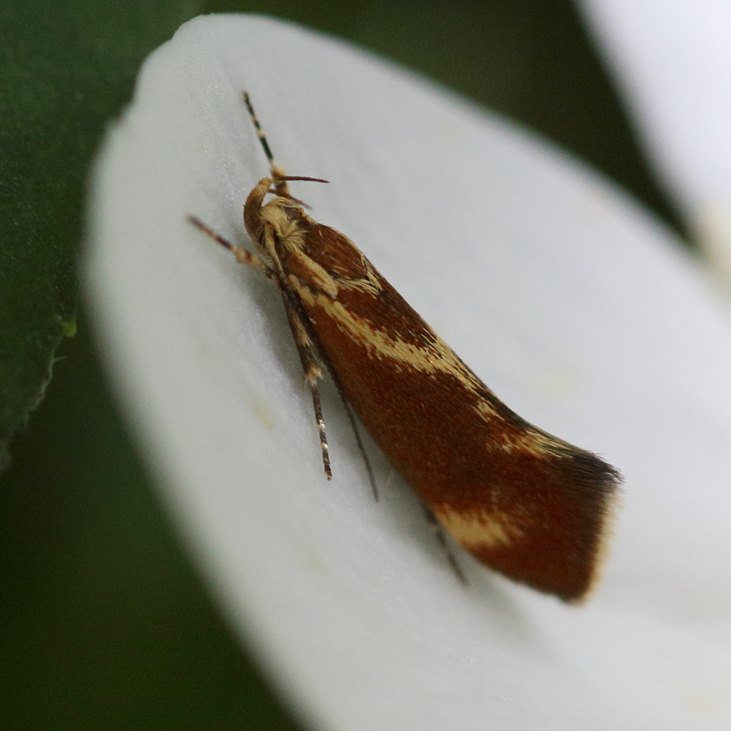 metalampra_cinnamomea6md