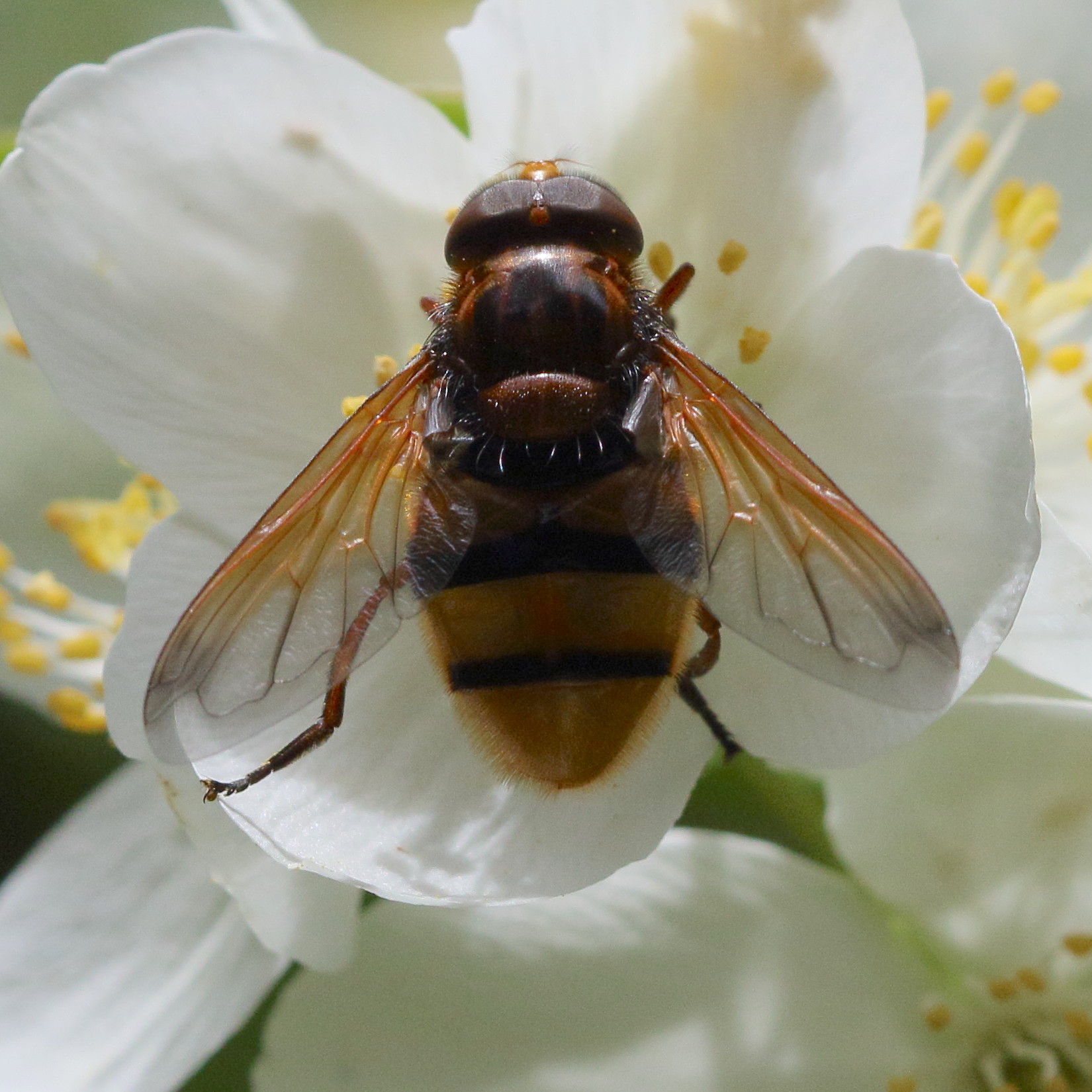 volucella_zonaria6md