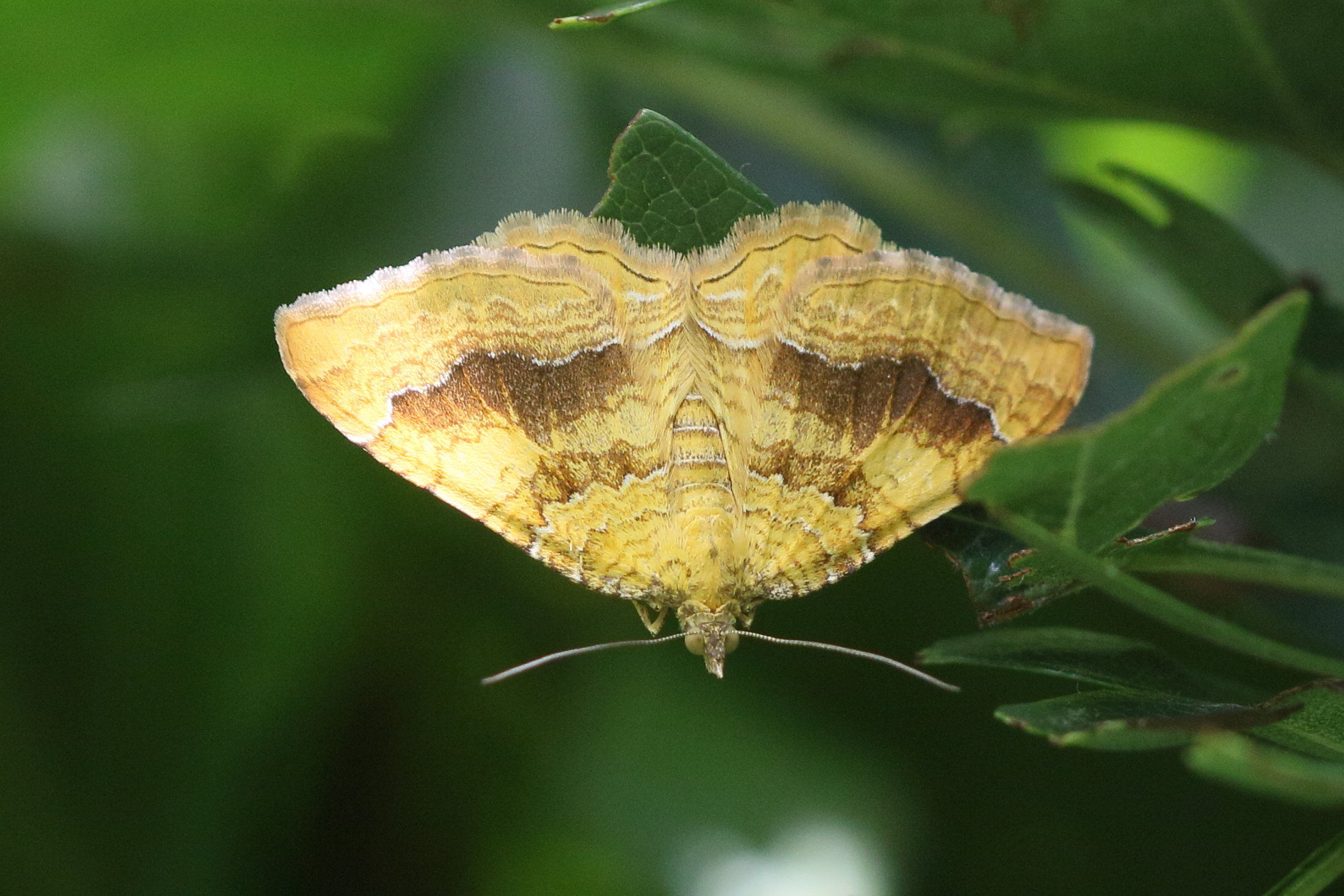 Afficher le média camptogramma_bilineata7md camptogramma_bilineata7md