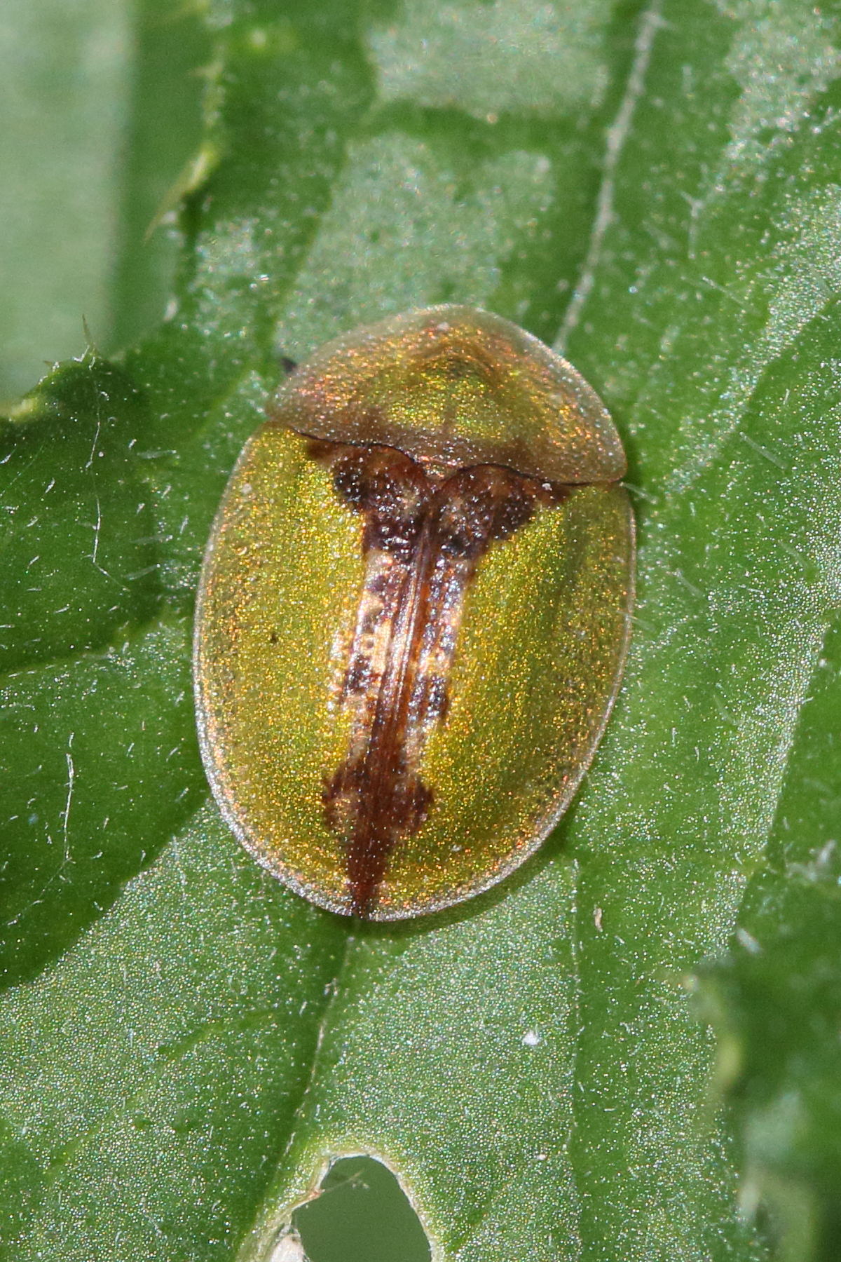 Afficher le média cassida_rubiginosa2md cassida_rubiginosa2md