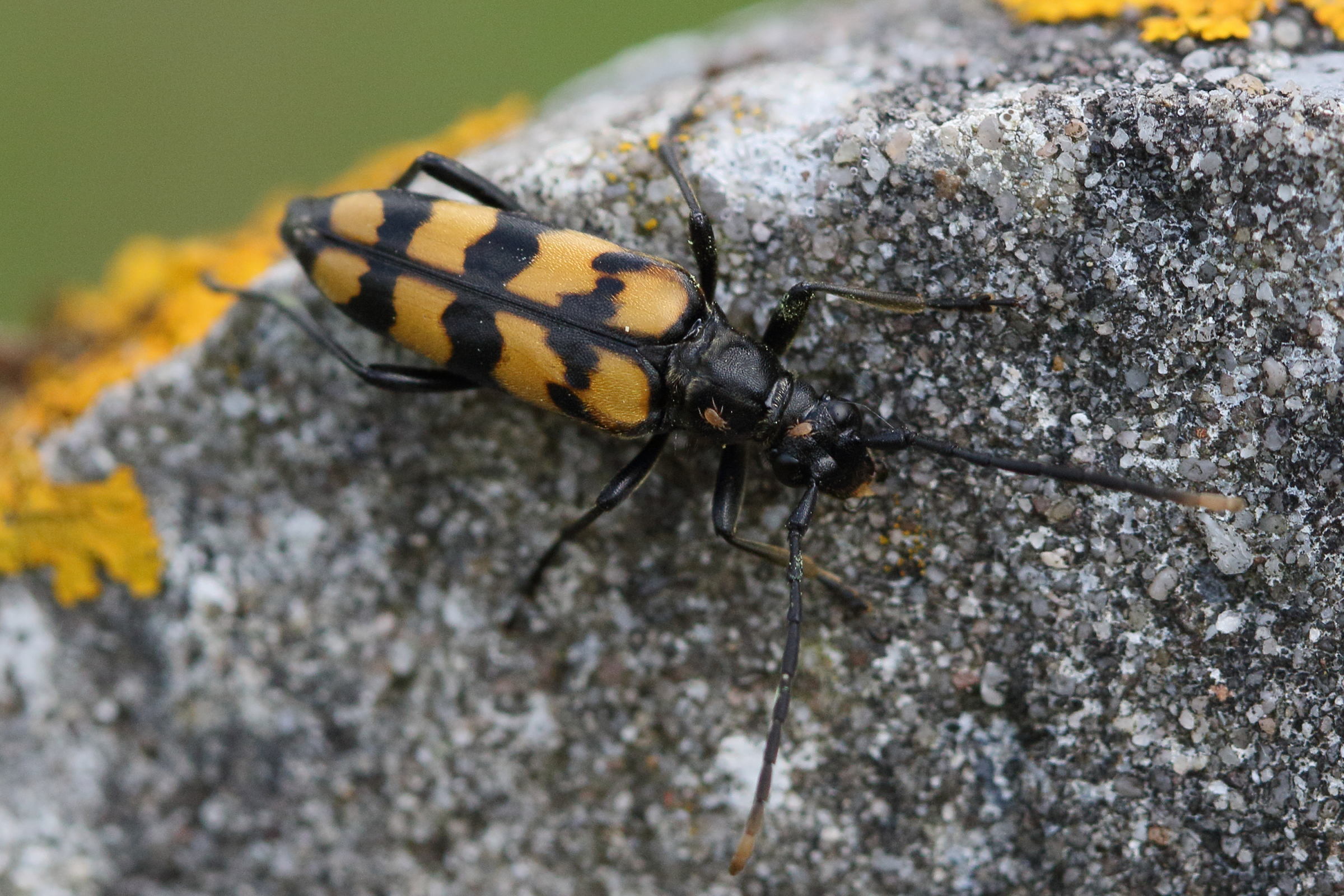 Afficher le média leptura_quadrifasciata2md leptura_quadrifasciata2md