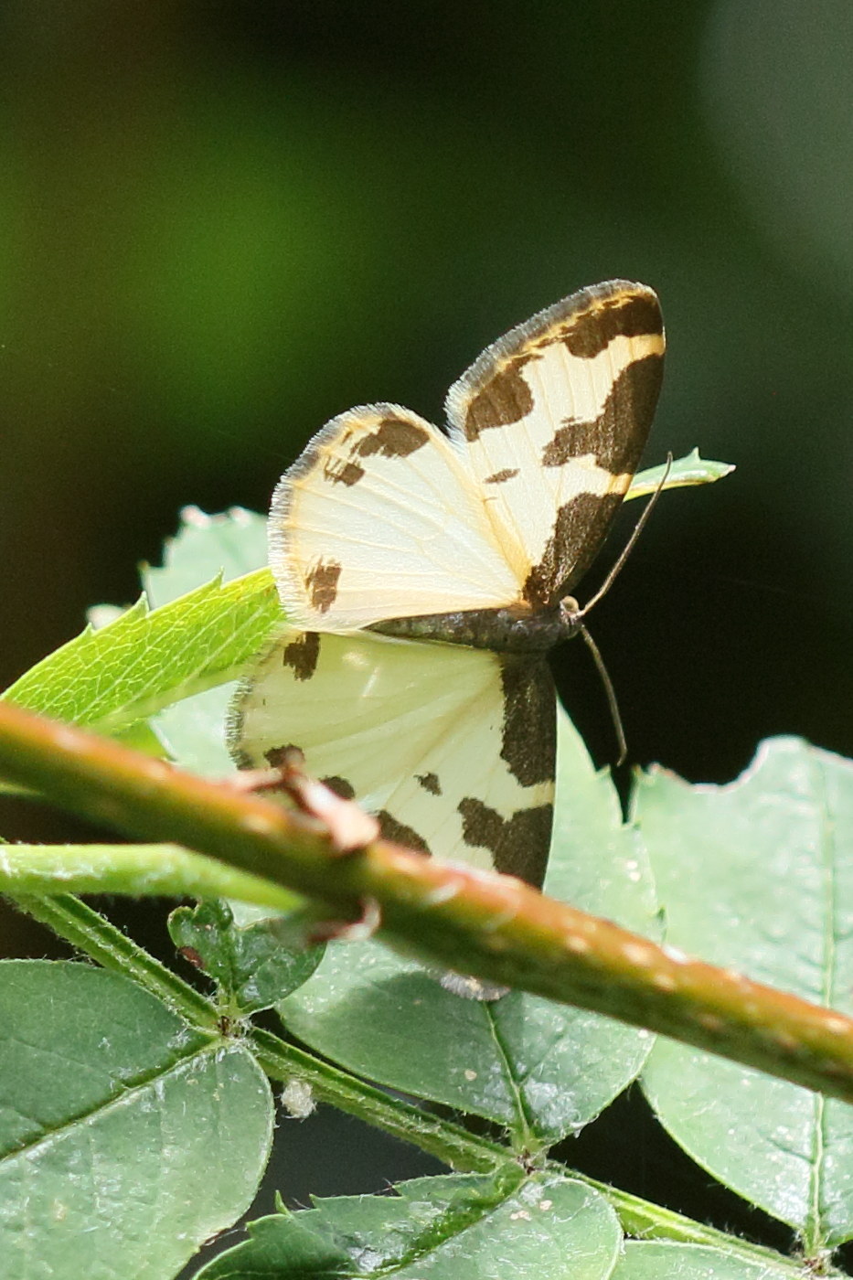 lomaspilis_marginata4md