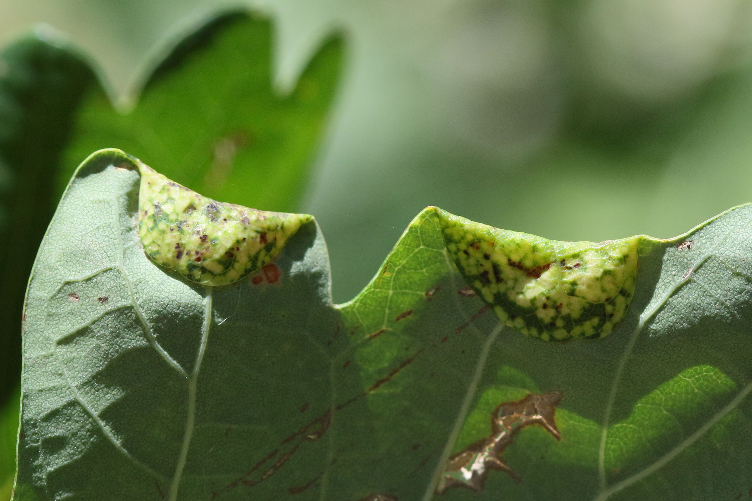 macrodiplosis_pustularis_galle3md