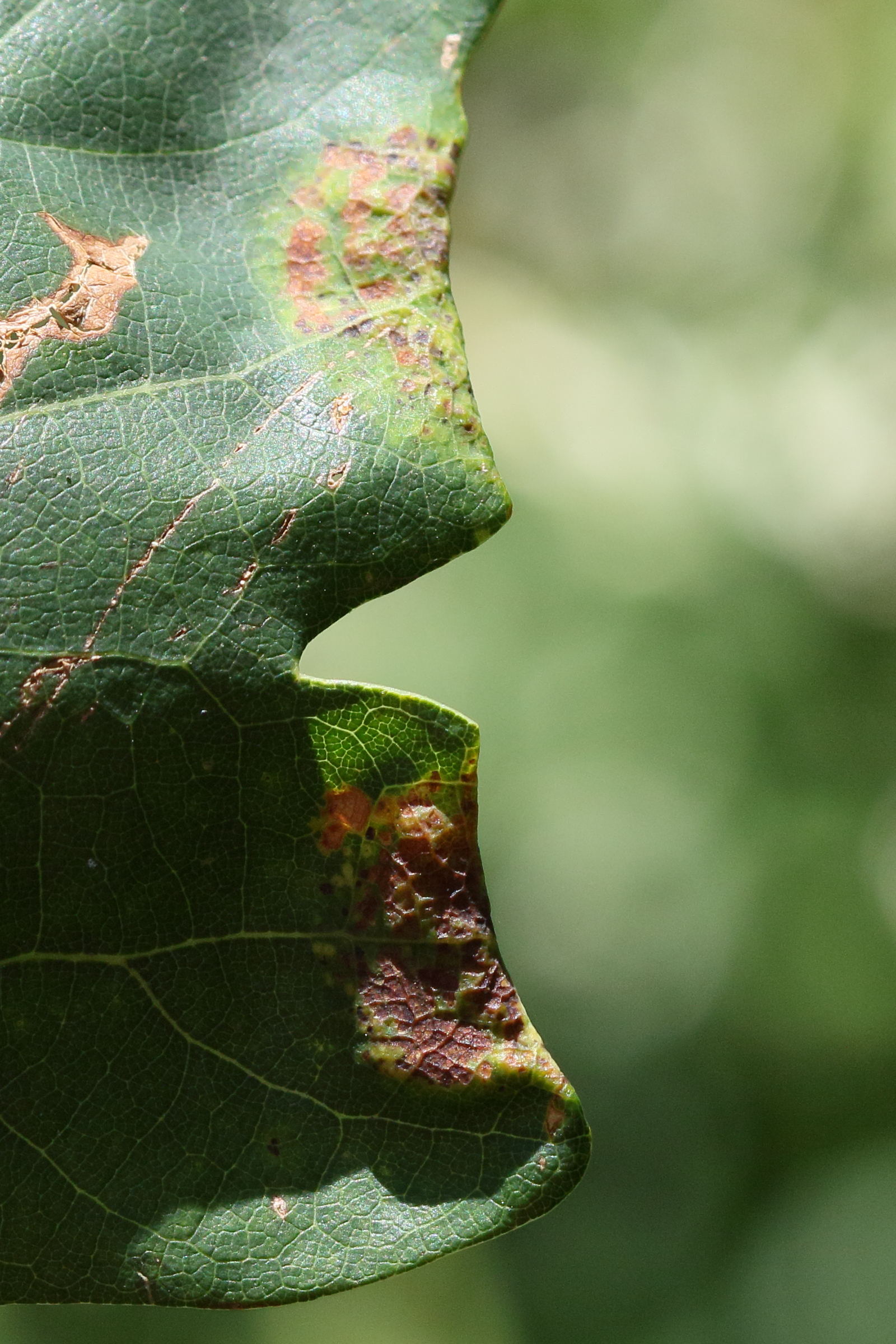 macrodiplosis_pustularis_galle4md