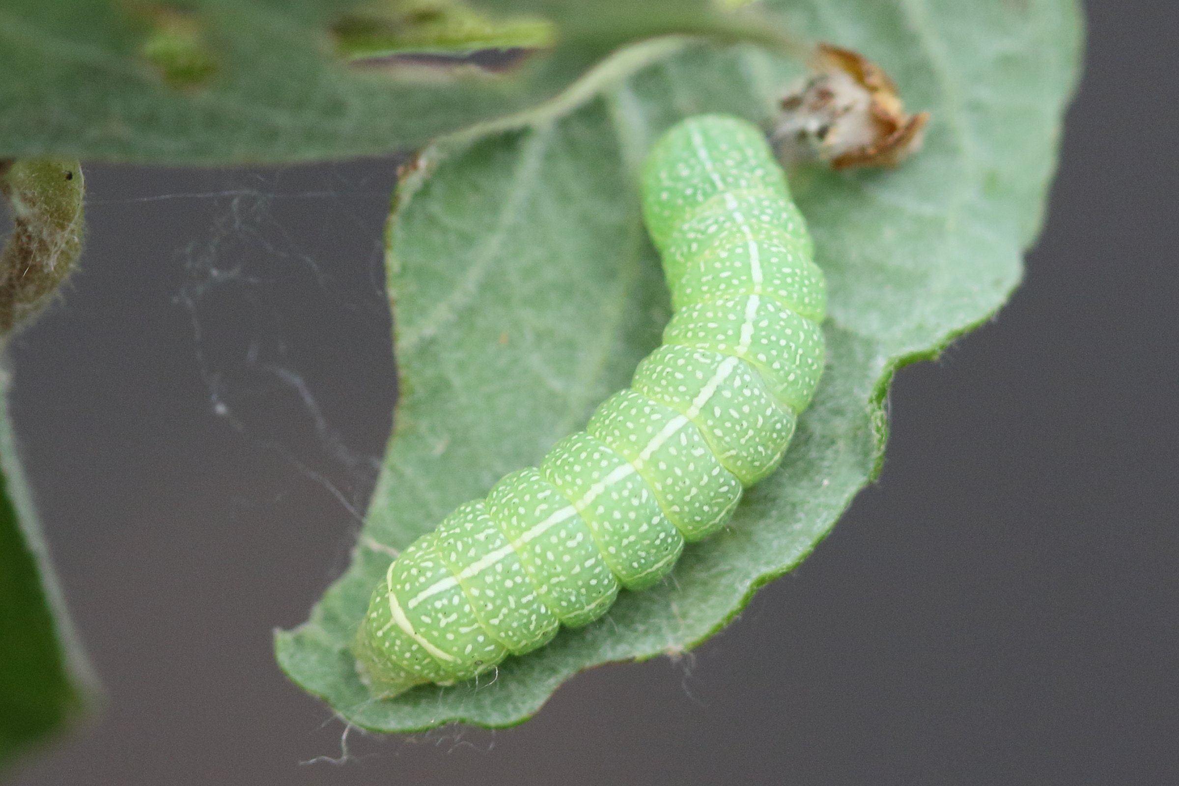 orthosia_cruda_ch2md