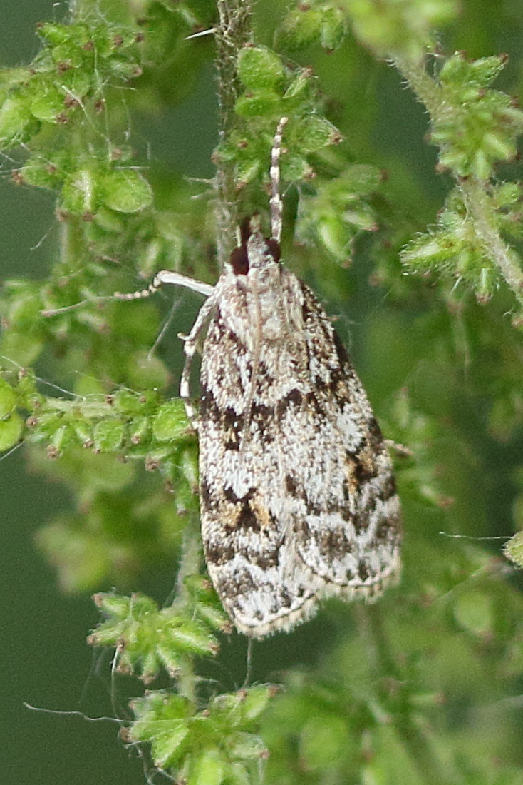 Afficher le média scoparia_basistrigalis1md scoparia_basistrigalis1md