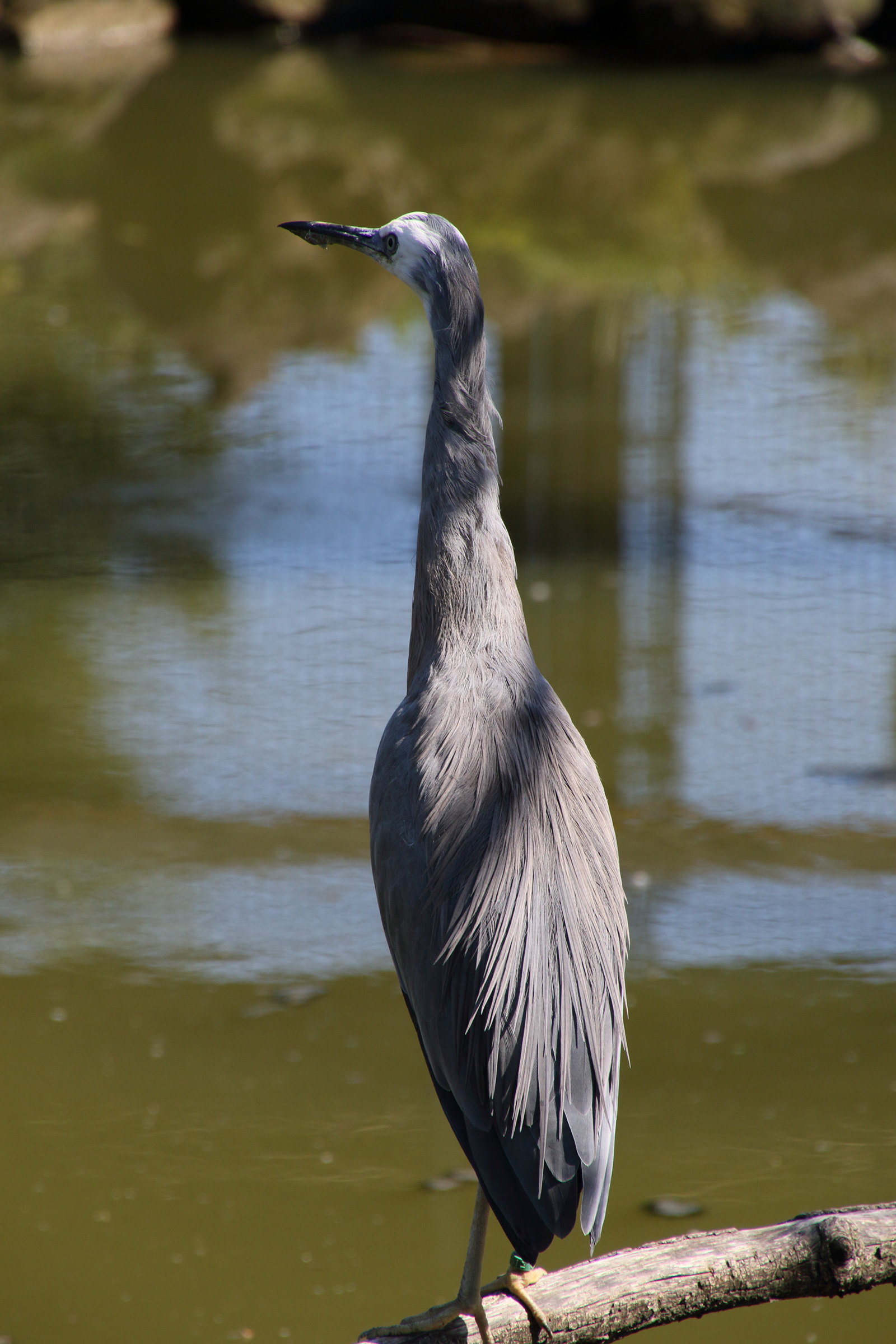 aigrette_a_face_blanche_-_egretta_novaehollandiae3md