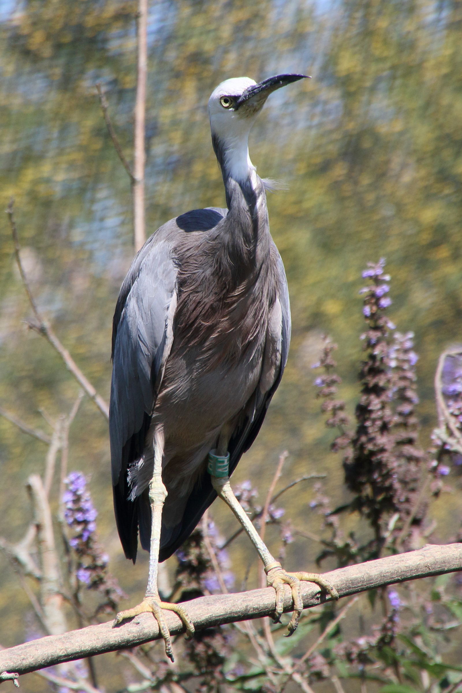 aigrette_a_face_blanche_-_egretta_novaehollandiae4md
