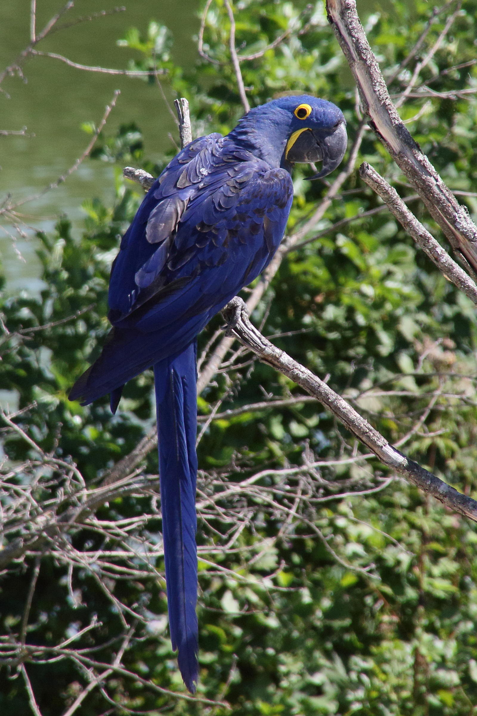 ara_hyacinthe_-_anodorhynchus_hyacinthinus3md