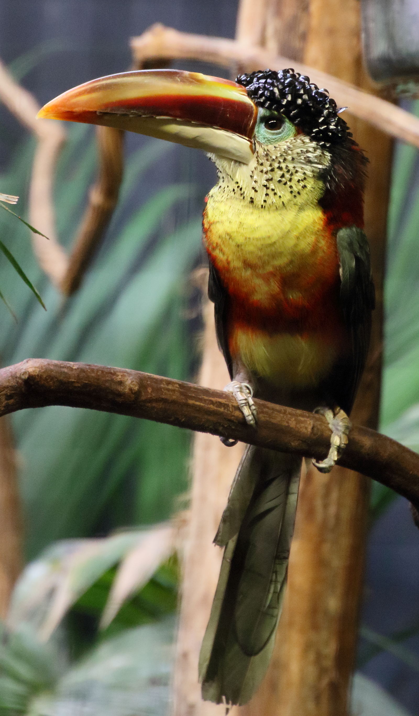 Afficher le média aracari_de_beauharnais_-_pteroglossus_beauharnaesii2md aracari_de_beauharnais_-_pteroglossus_beauharnaesii2md