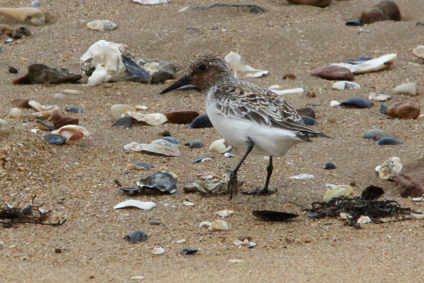 becasseau_sanderling_-_calidris_alba5md