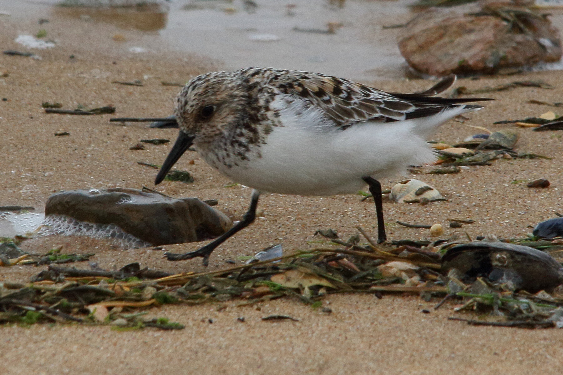 becasseau_sanderling_-_calidris_alba6md