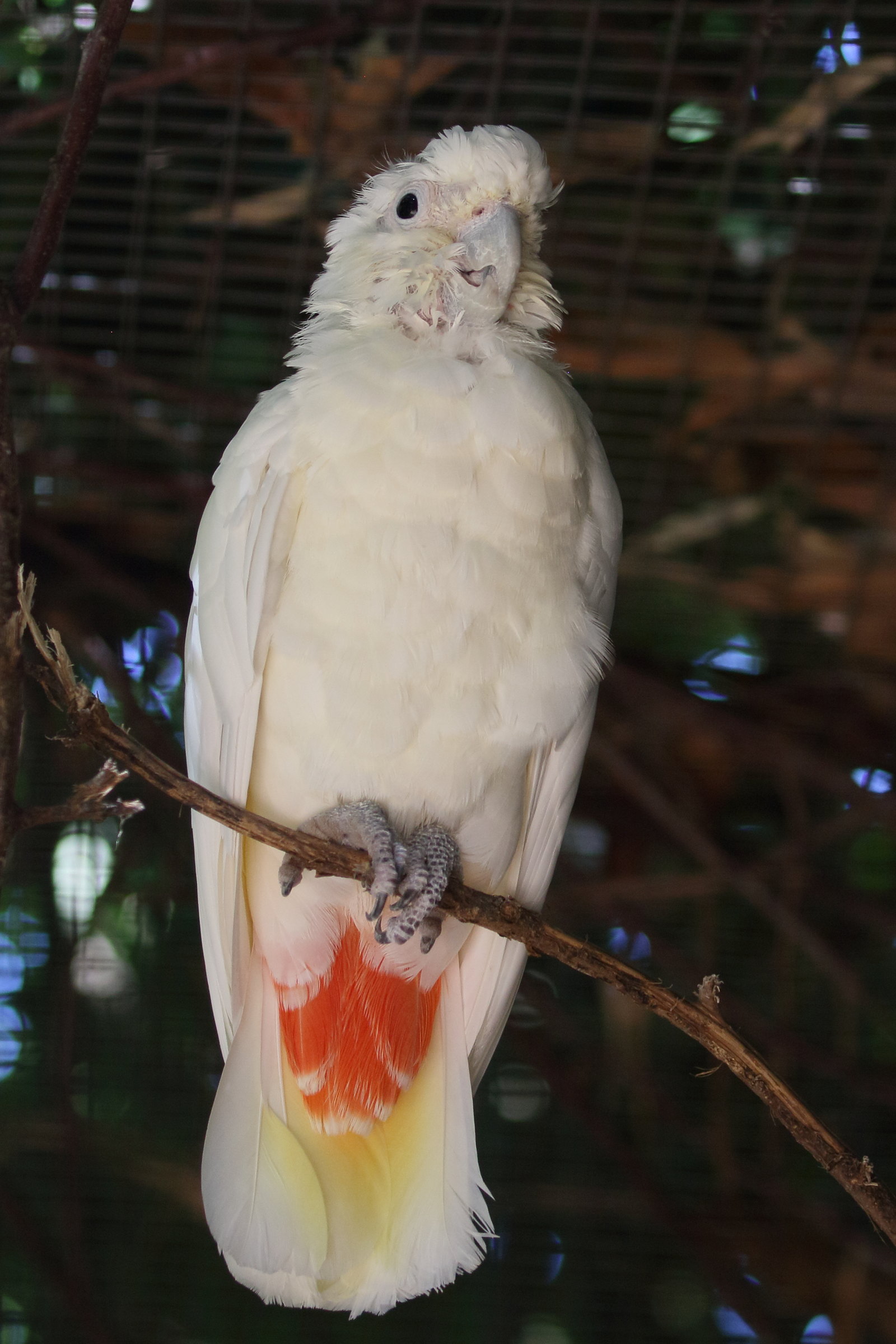 cacatoes_des_philippines_-_cacatua_haematuropygia4bd