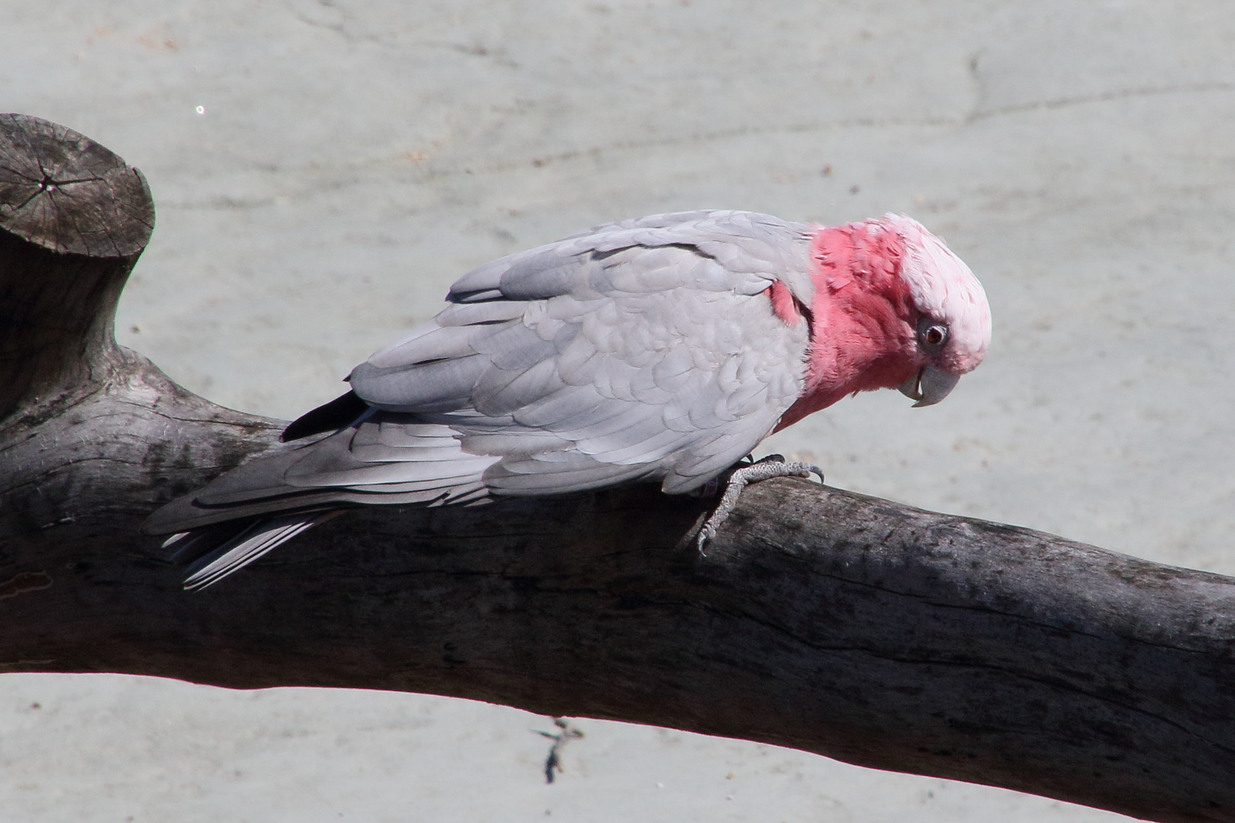 cacatoes_rosalbin_-_eolophus_roseicapilla4md