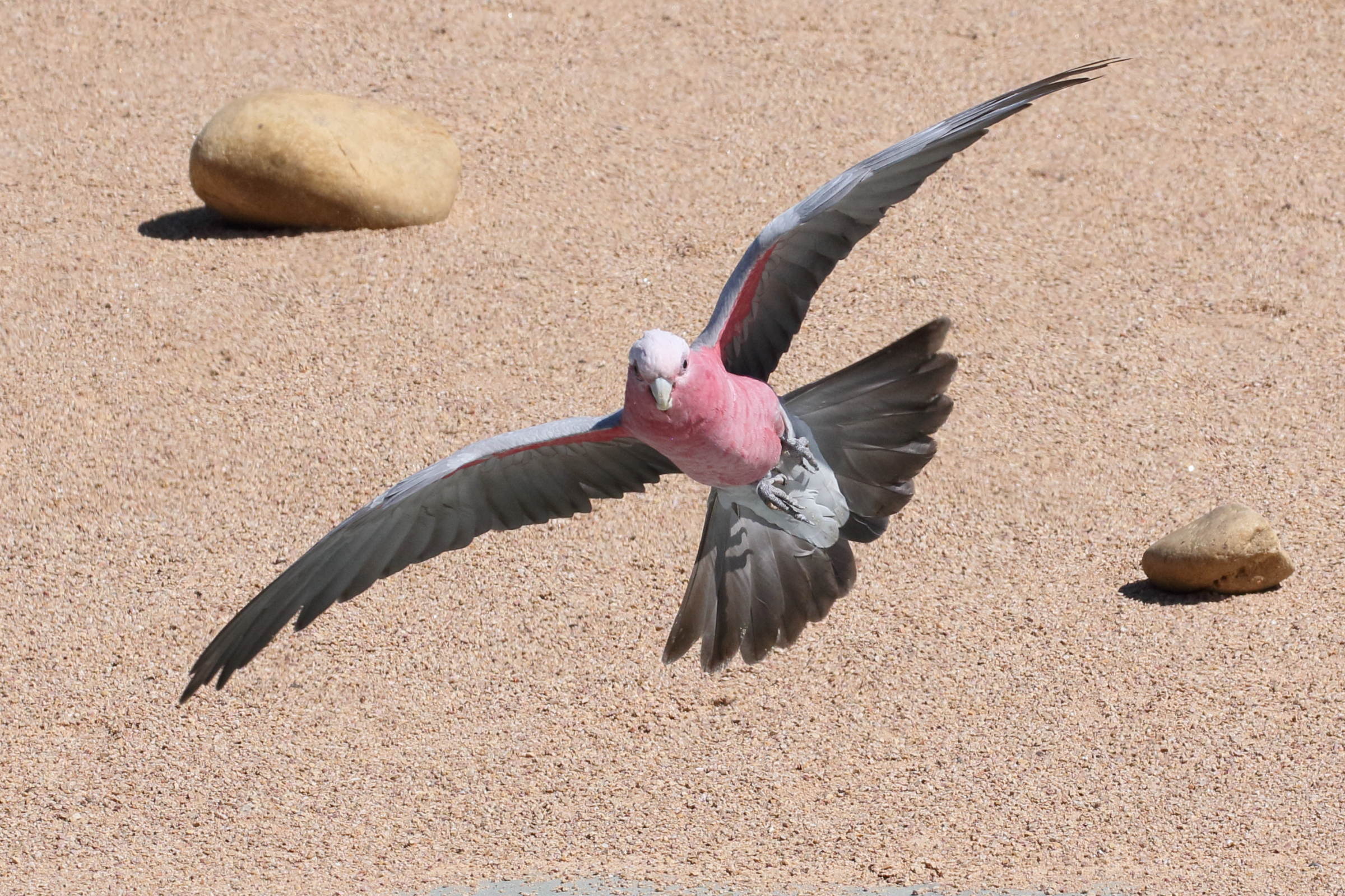 cacatoes_rosalbin_-_eolophus_roseicapilla5bd