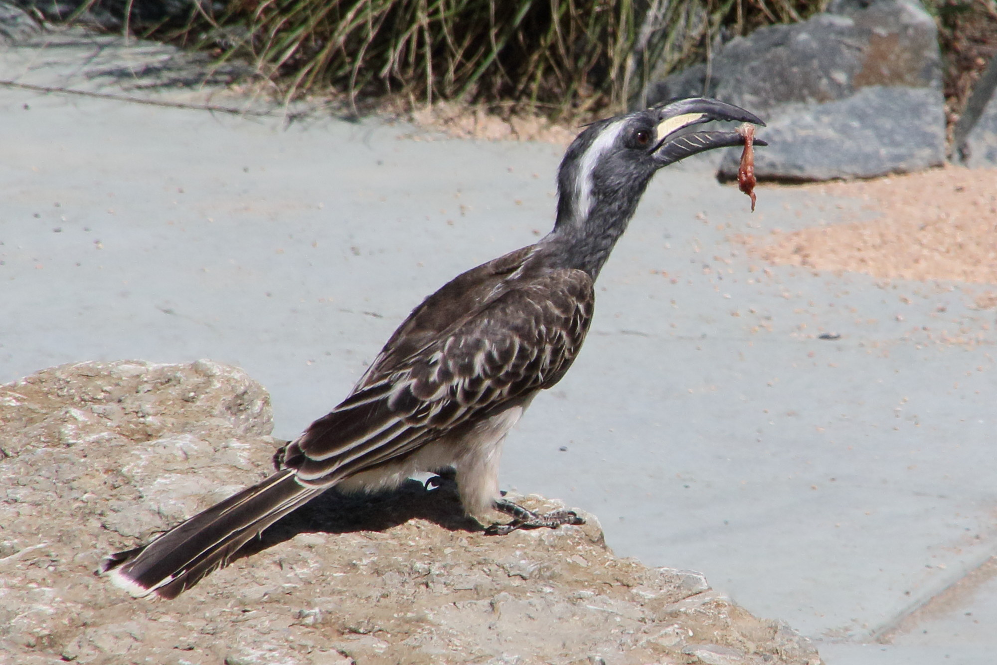 calao_a_bec_noir_-_tockus_nasutus4md