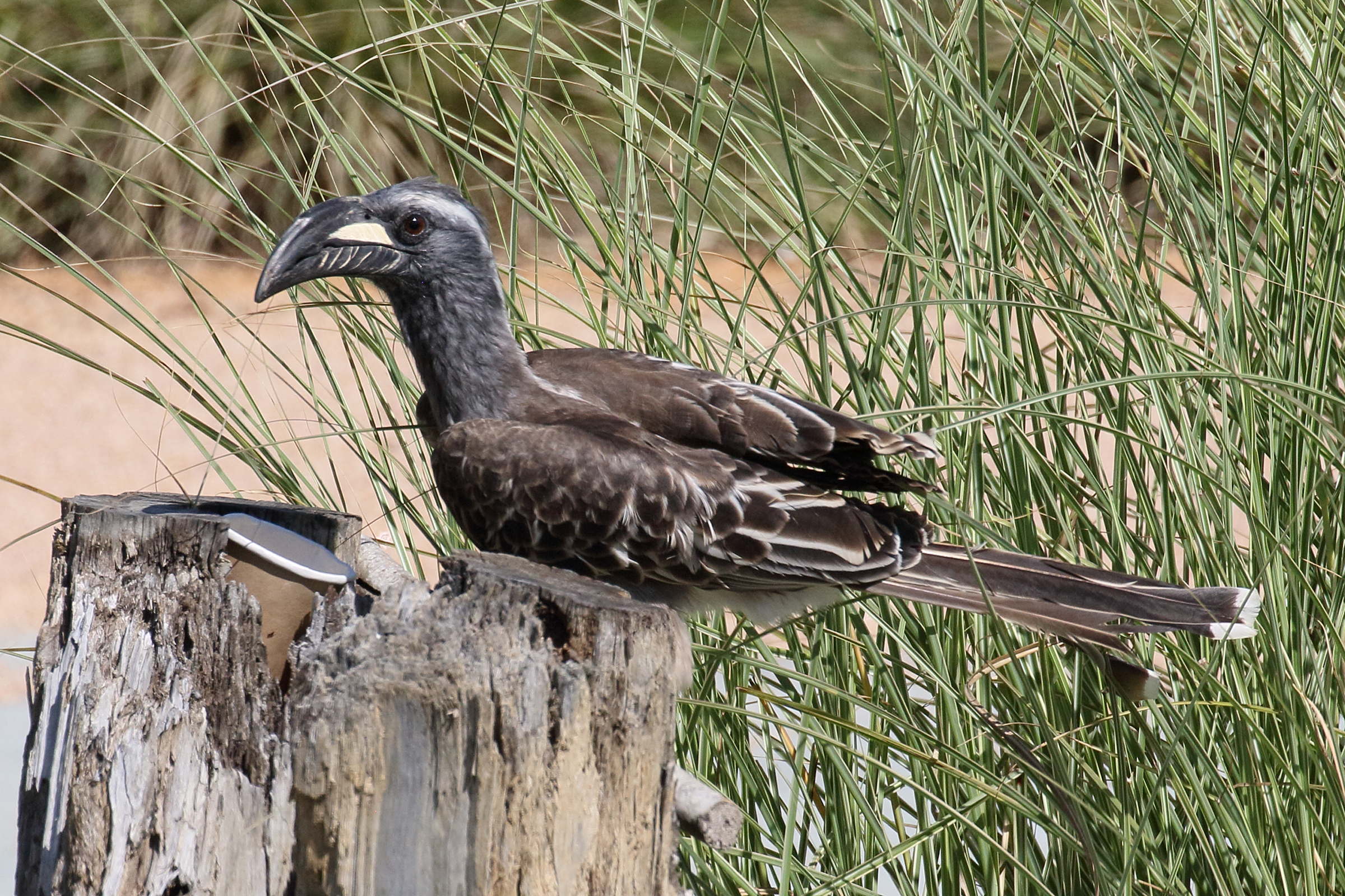 calao_a_bec_noir_-_tockus_nasutus5bd