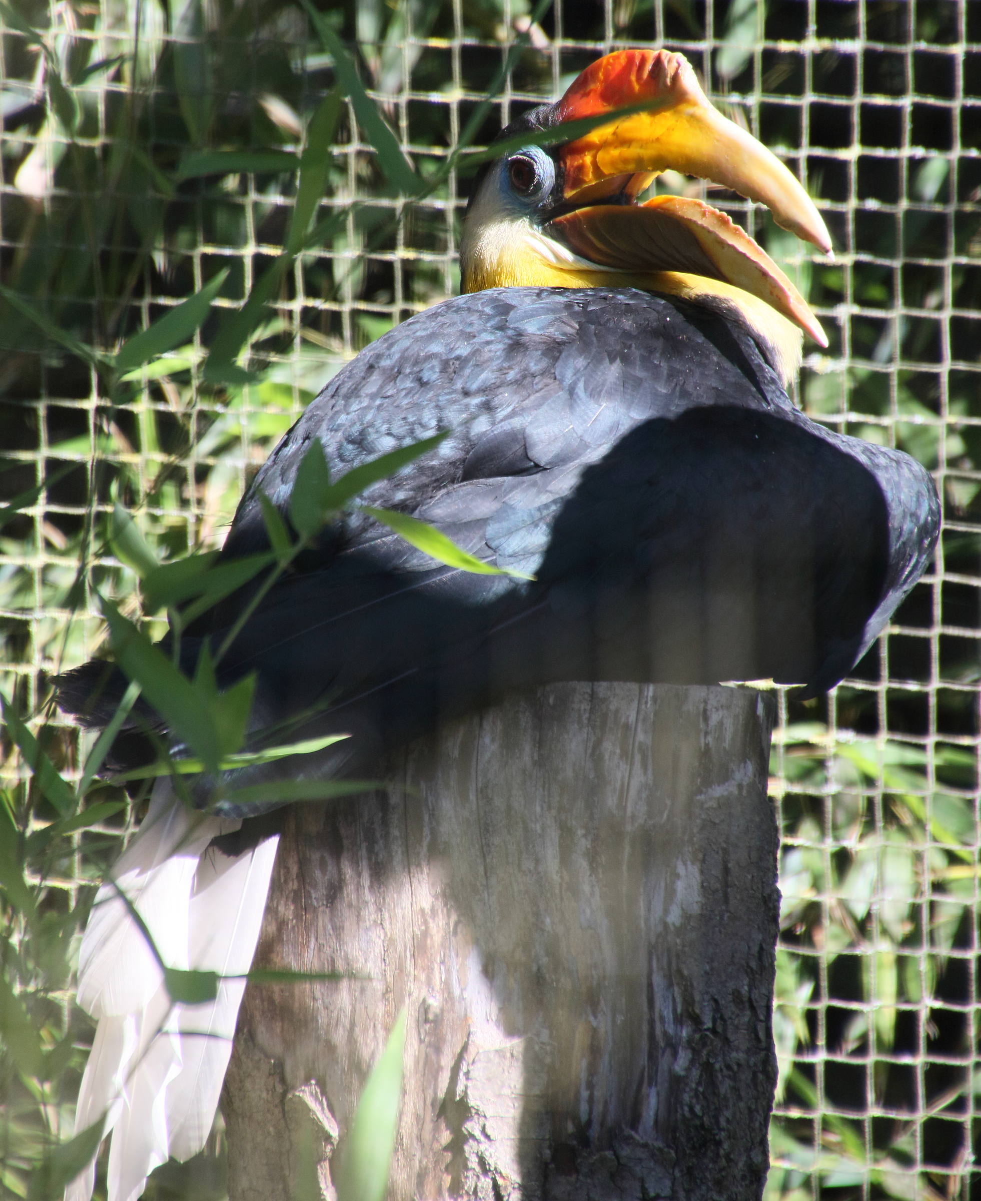 calao_a_casque_rouge_-_rhabdotorrhinus_corrugatus4md