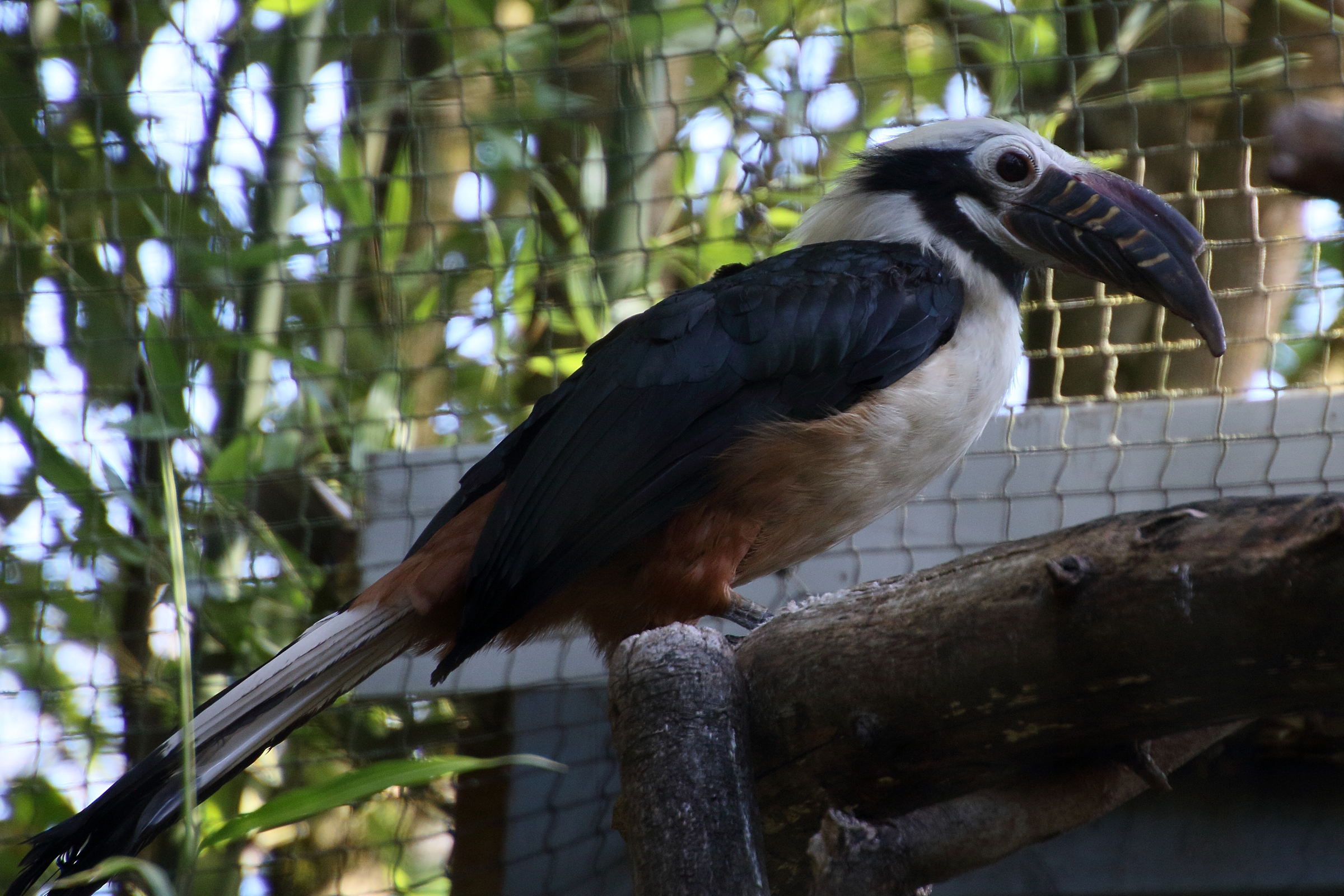 calao_tarictic_-_penelopides_panini2md