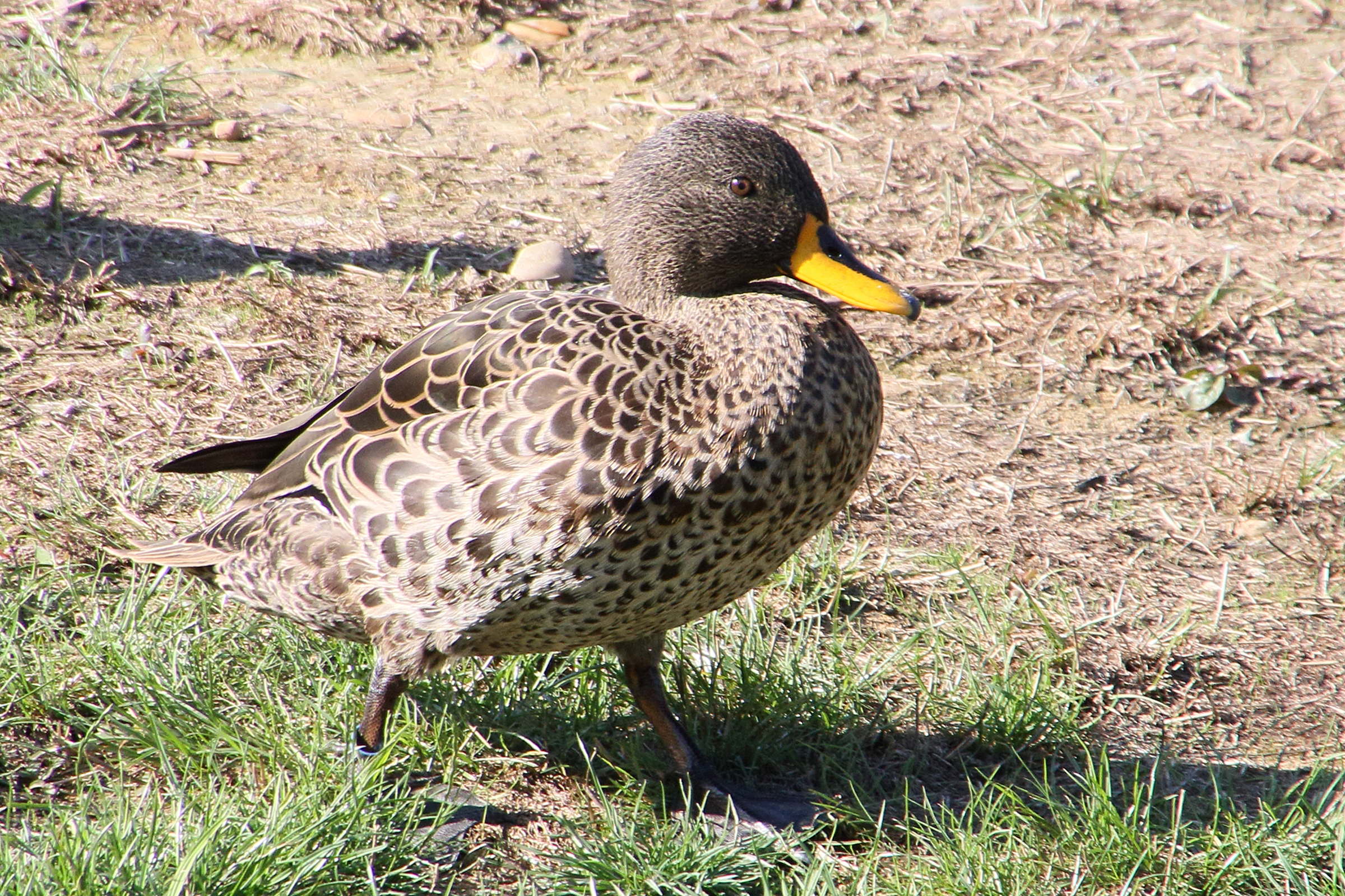 canard_a_bec_jaune_-_anas_undulata3md