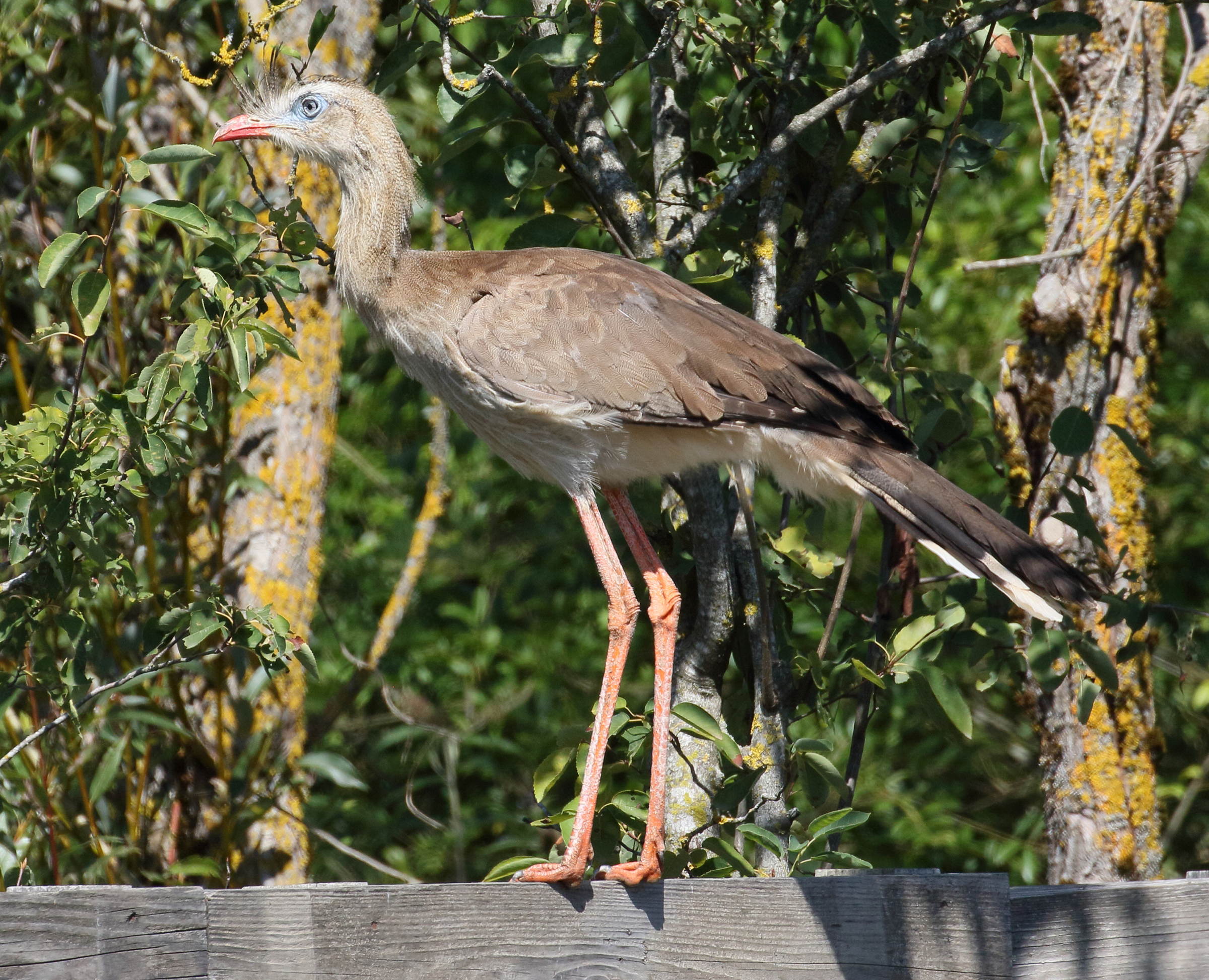 cariama_huppe_-_cariama_cristata6bd