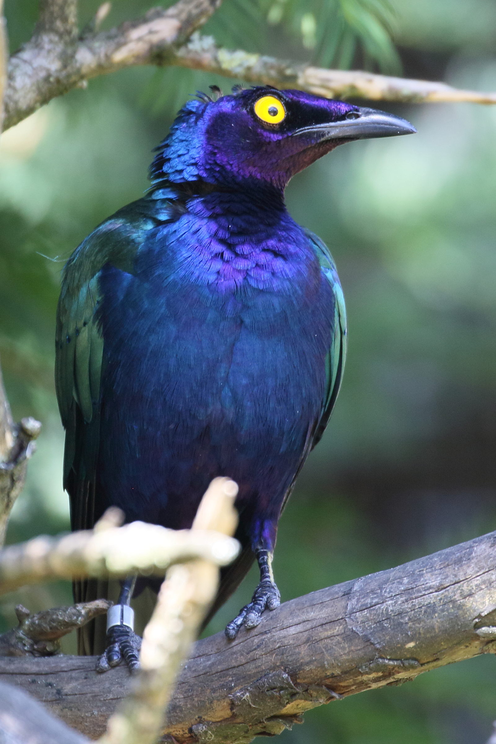 Afficher le média choucador_pourpre_-_lamprotornis_purpureus2bd choucador_pourpre_-_lamprotornis_purpureus2bd