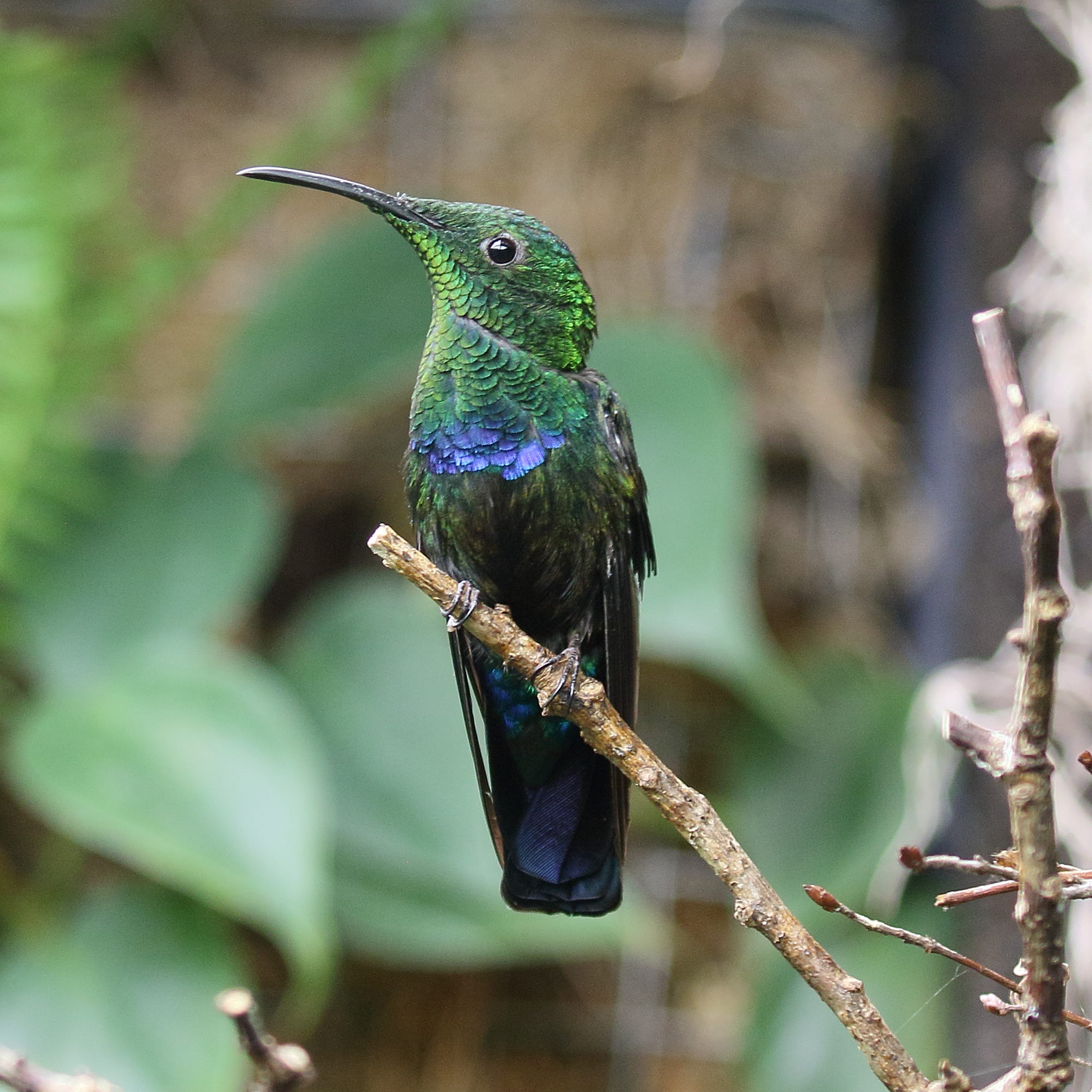 colibri_falle-vert_-_eulampis_holosericeus6bd