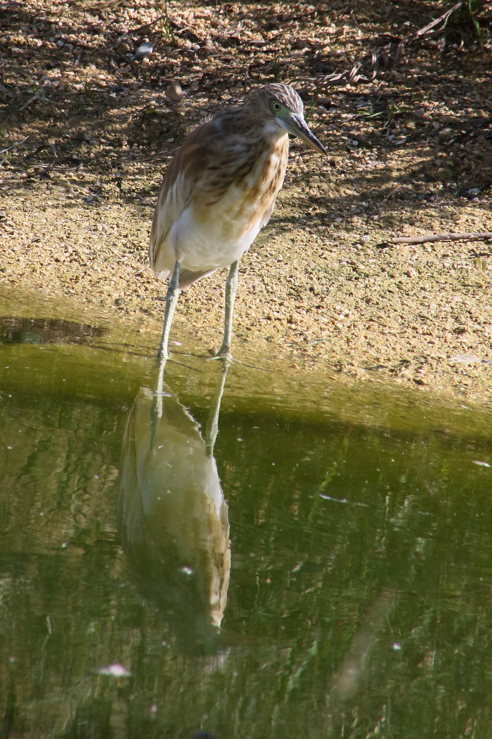 crabier_chevelu_-_ardeola_ralloides5md