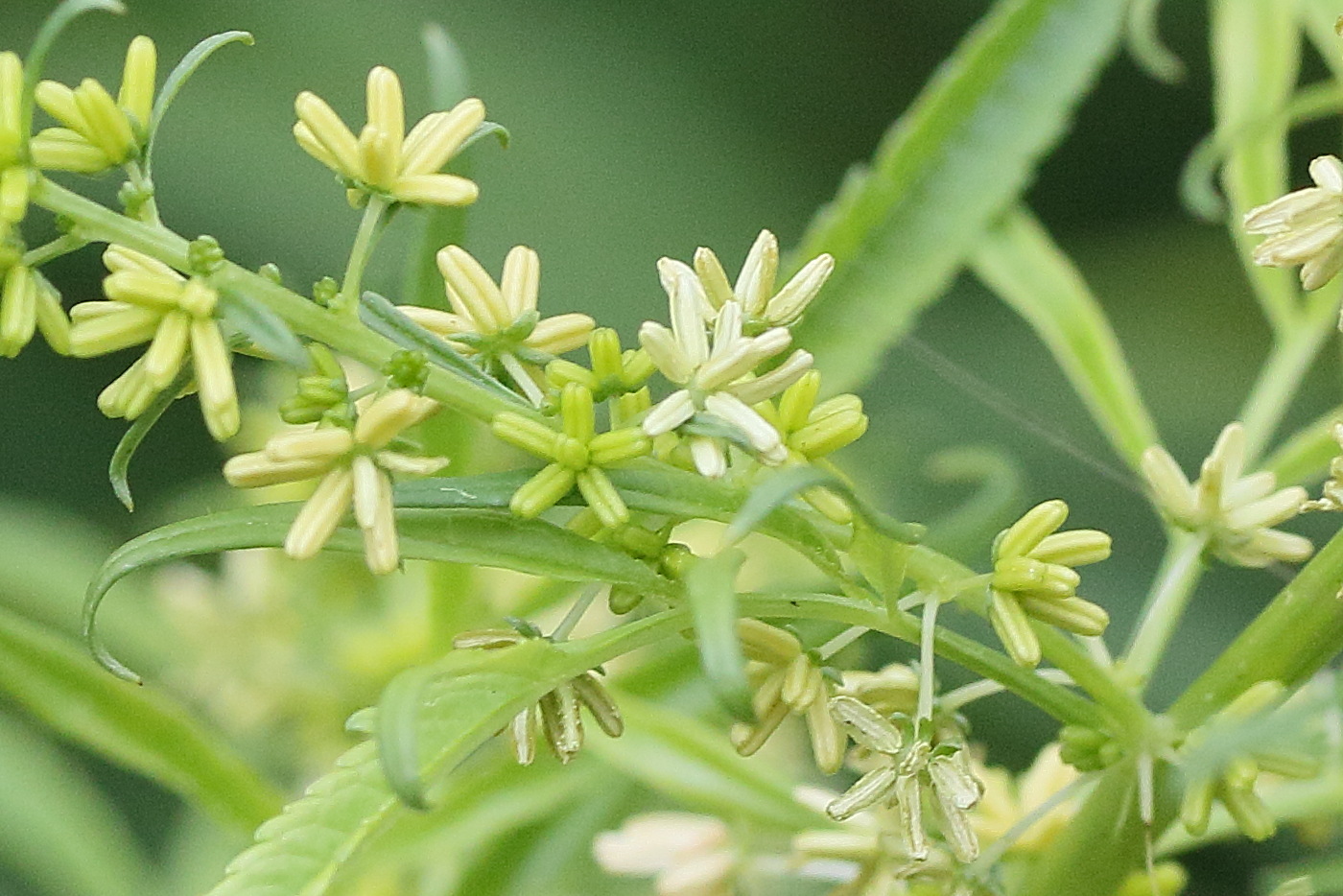 datisca_cannabina4md